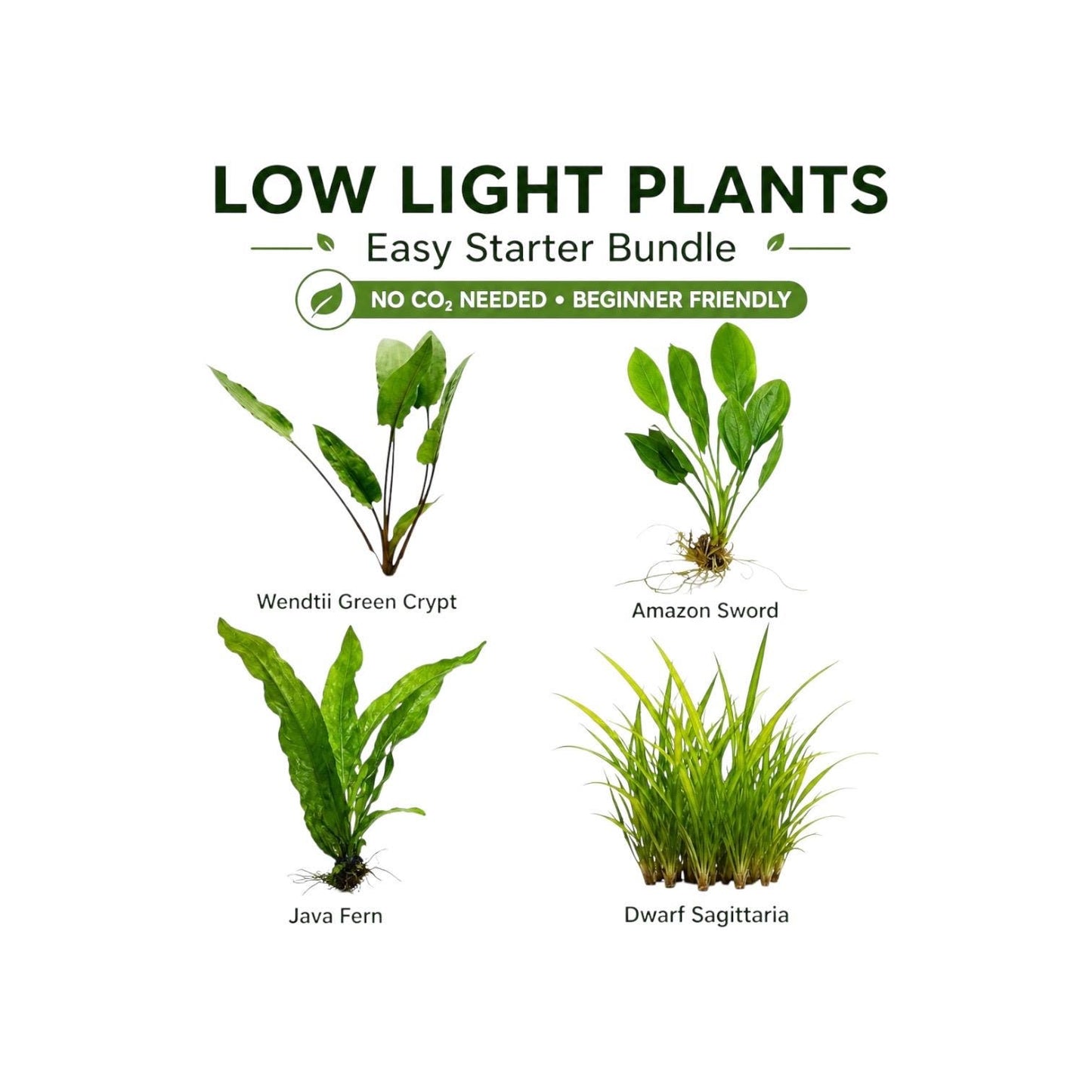 Easy low light aquarium plant bundle with live freshwater plants including Java Fern, Amazon Sword, Crypt Wendtii, and Dwarf Sagittaria on white background