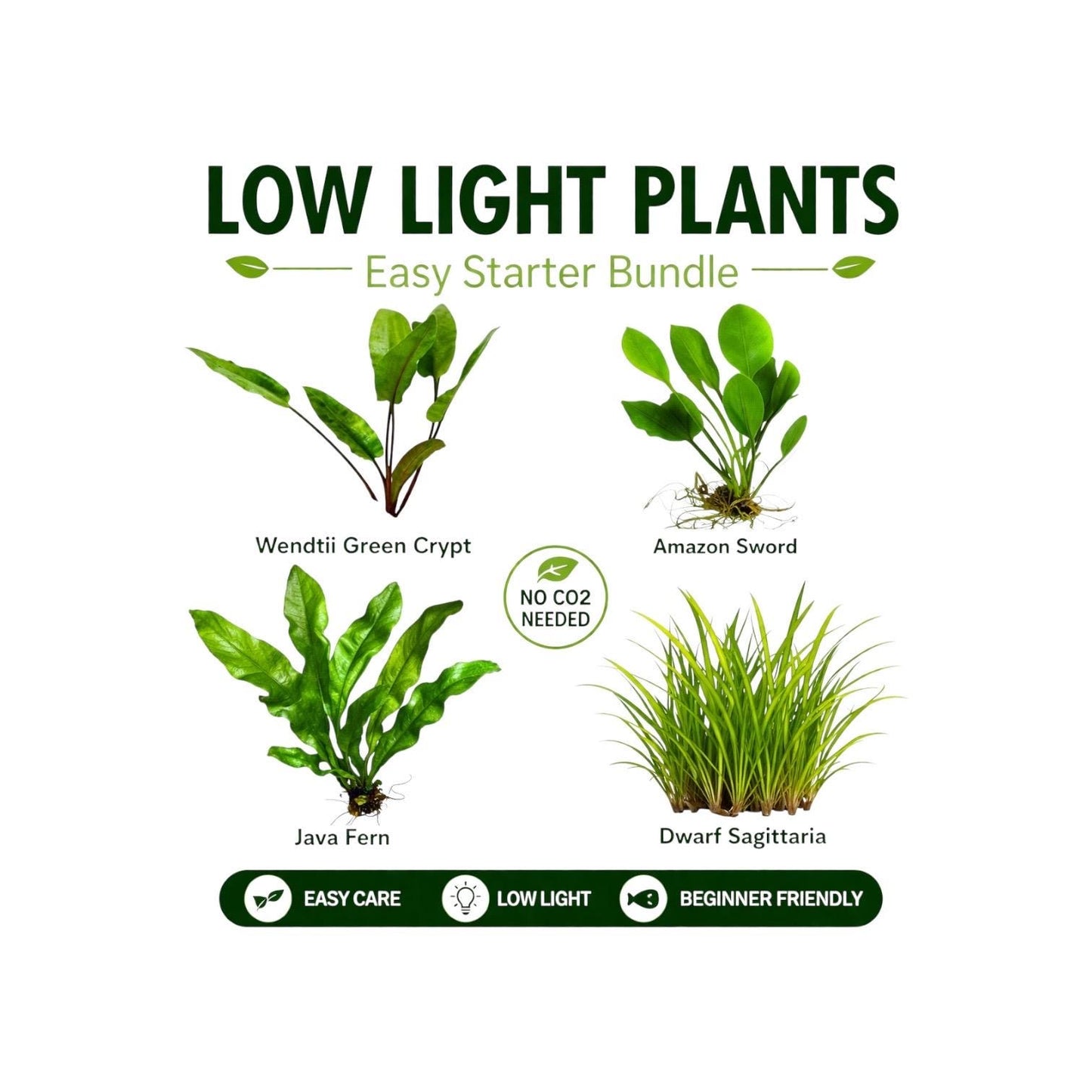 Low light aquarium plants bundle with Java Fern, Amazon Sword, Crypt Wendtii Green, and Dwarf Sagittaria, beginner friendly live freshwater plants no CO2 needed