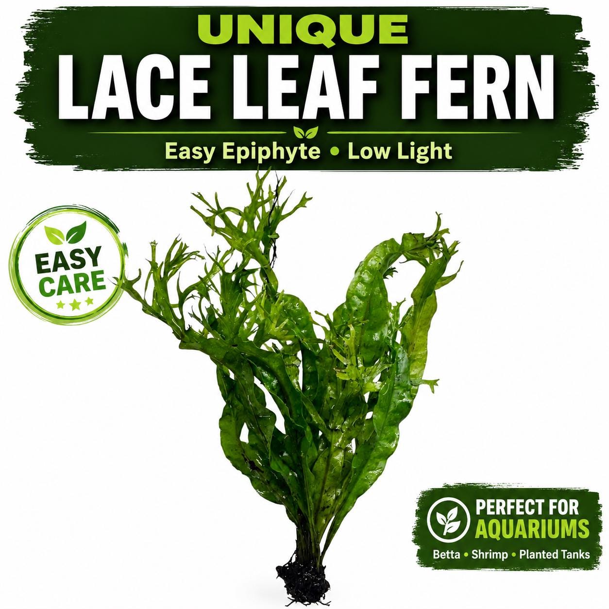 Windelov Java fern main listing image with easy care aquarium plant text overlay for betta shrimp and planted tanks