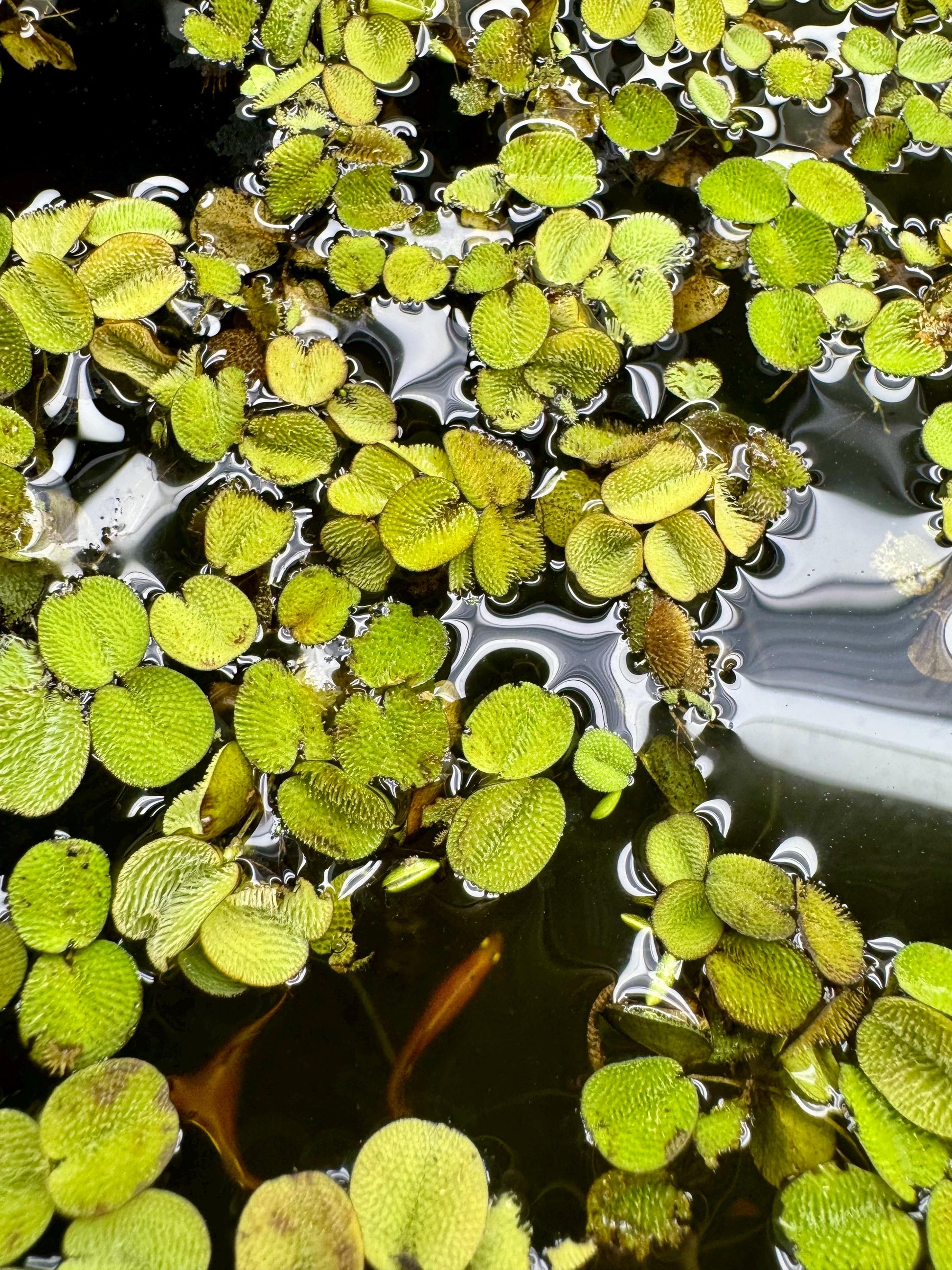 Top-down view of Salvinia minima floating aquarium plant with small textured oval green leaves and fine trailing roots isolated on a white background.