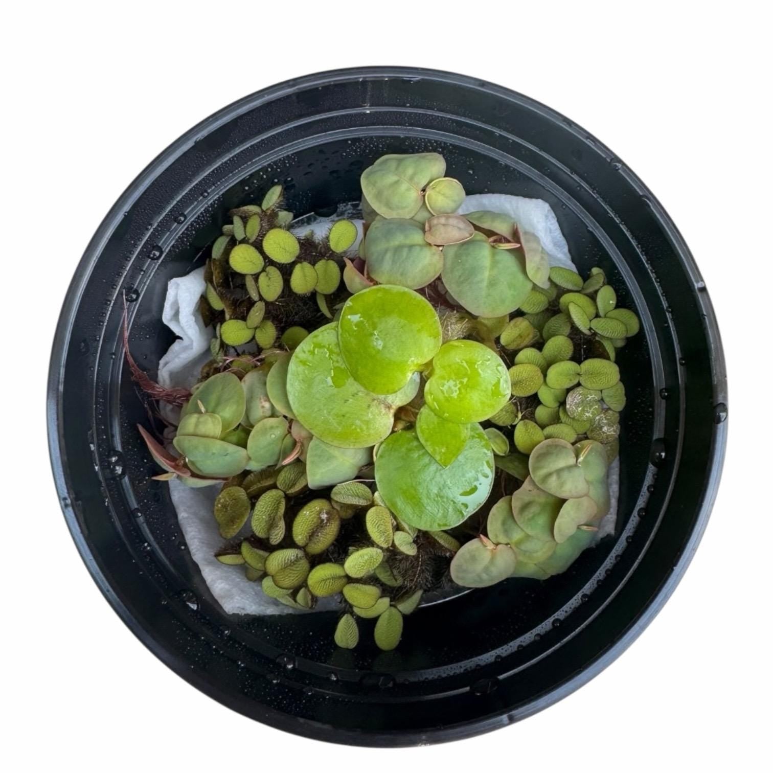 Top-down view of a floating aquarium plant bundle featuring red root floaters, Amazon frogbit, and Salvinia minima in a black deli cup on a white background with visible roots and water droplets.
