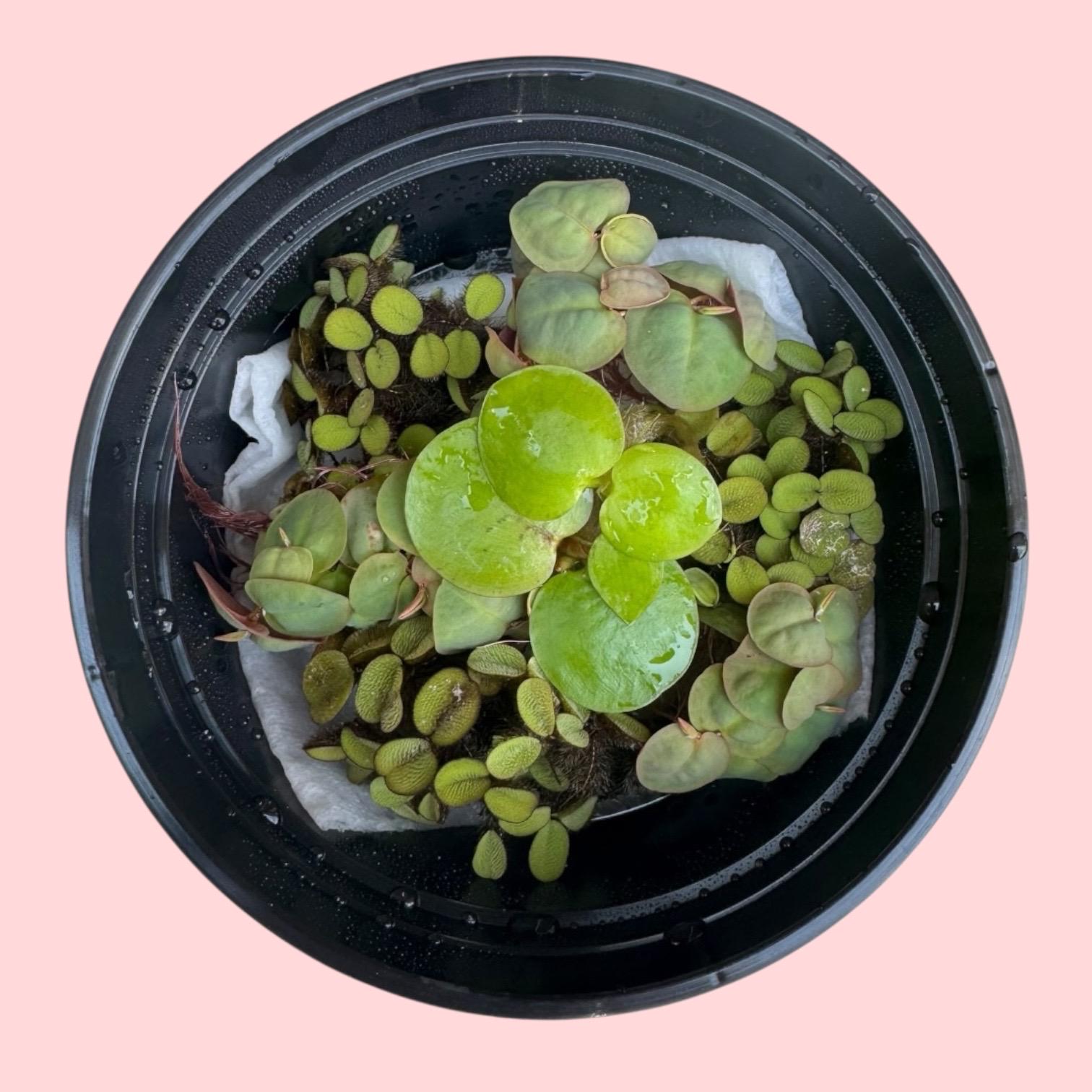 Top-down view of a mixed floating aquarium plant bundle with red root floaters, Amazon frogbit, and Salvinia minima in a black deli cup on a soft pink background.