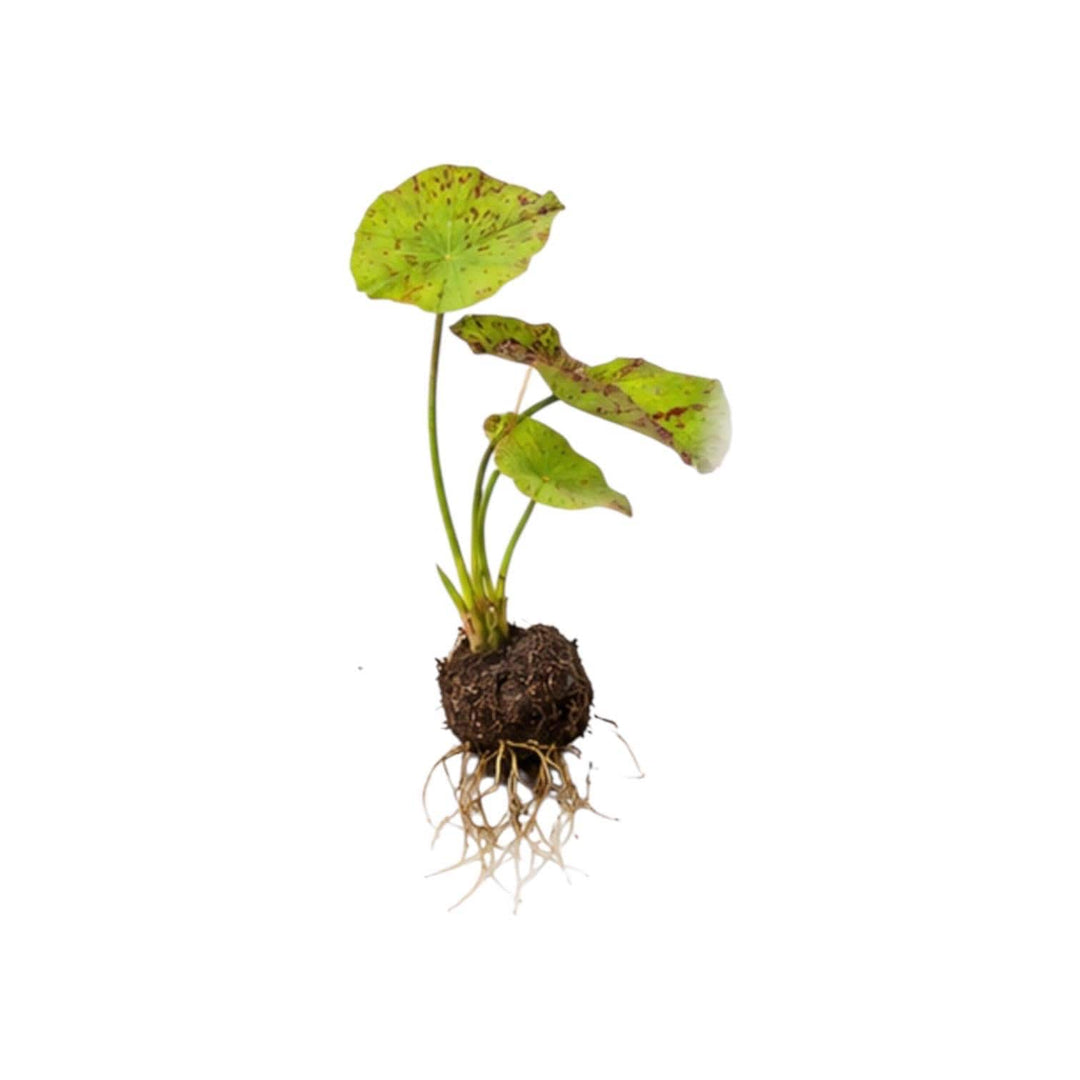 Tiger Lotus bulb aquarium plant with healthy green leaves and visible roots displayed on a white background. Easy freshwater aquarium plant ideal for planted tanks, betta aquariums, and aquascaping.