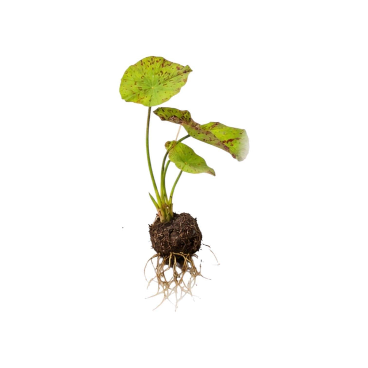 Tiger Lotus bulb aquarium plant with healthy green leaves and visible roots displayed on a white background. Easy freshwater aquarium plant ideal for planted tanks, betta aquariums, and aquascaping.