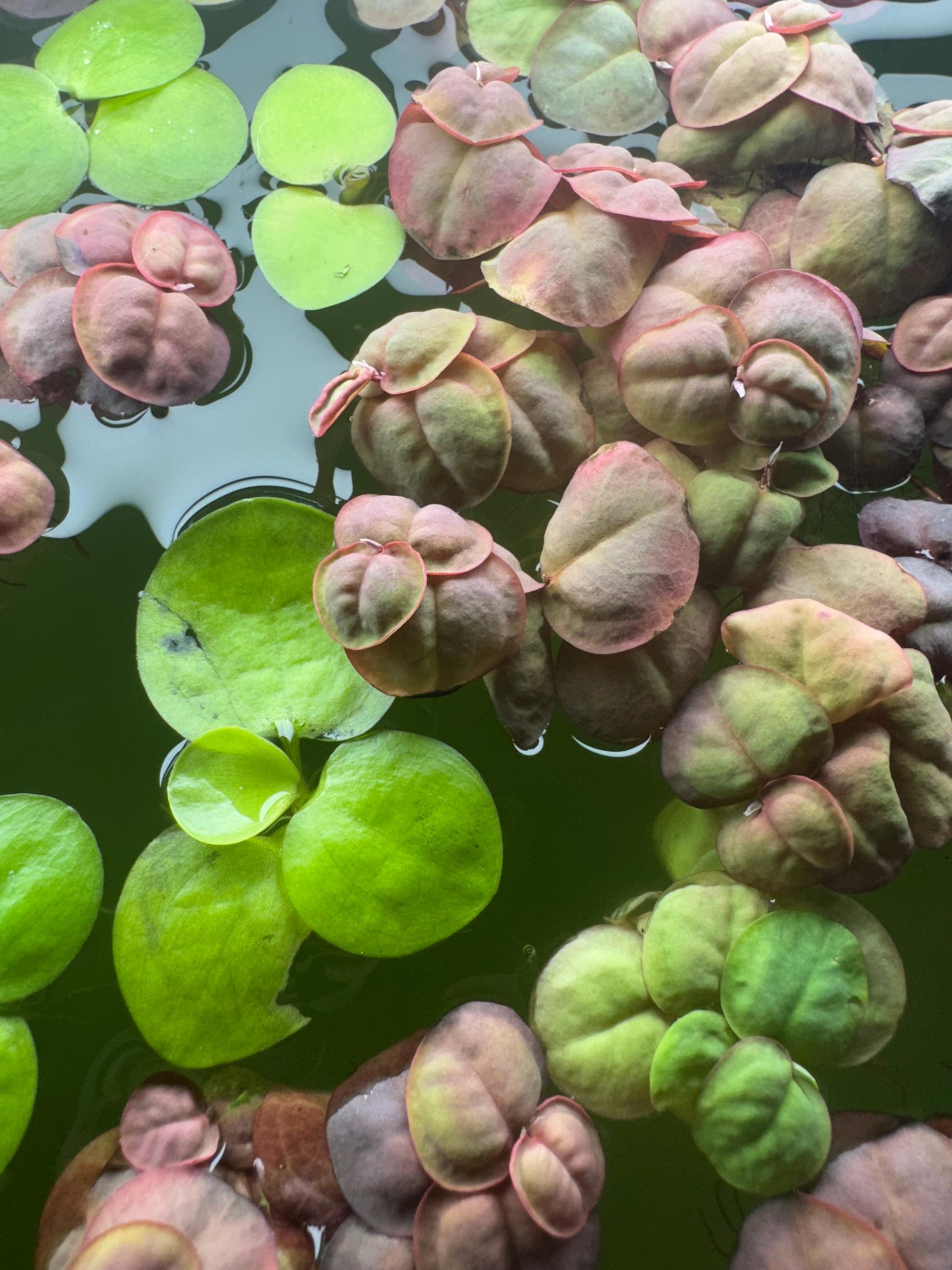 Aquarium Plant Bundle | Red Root Floater, Frogbit, Tiger Lotus Bulb & Anacharis | Live Freshwater Plants for Betta and Shrimp Tanks