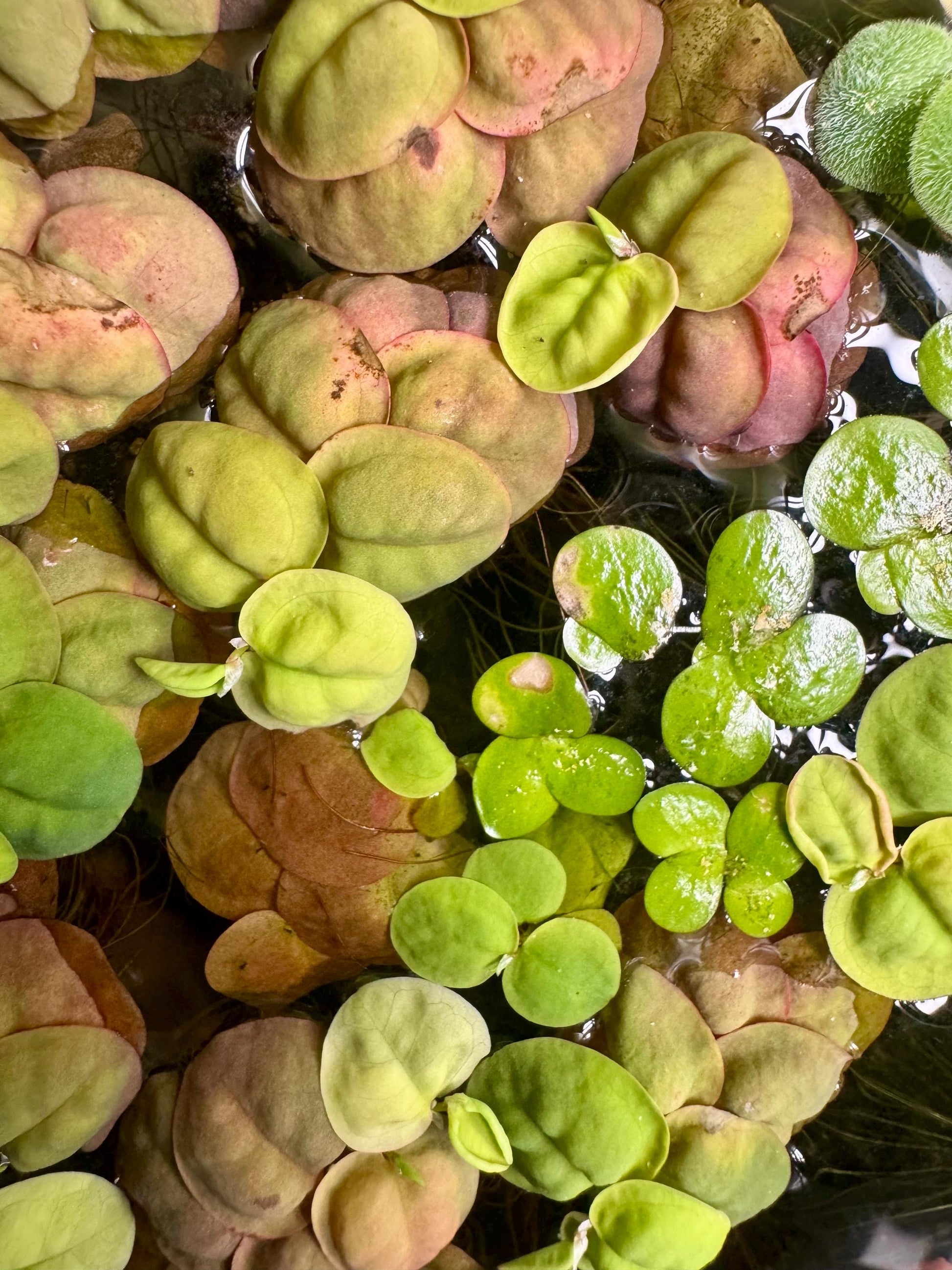 Aquarium Plant Bundle | Red Root Floater, Frogbit, Tiger Lotus Bulb & Anacharis | Live Freshwater Plants for Betta and Shrimp Tanks