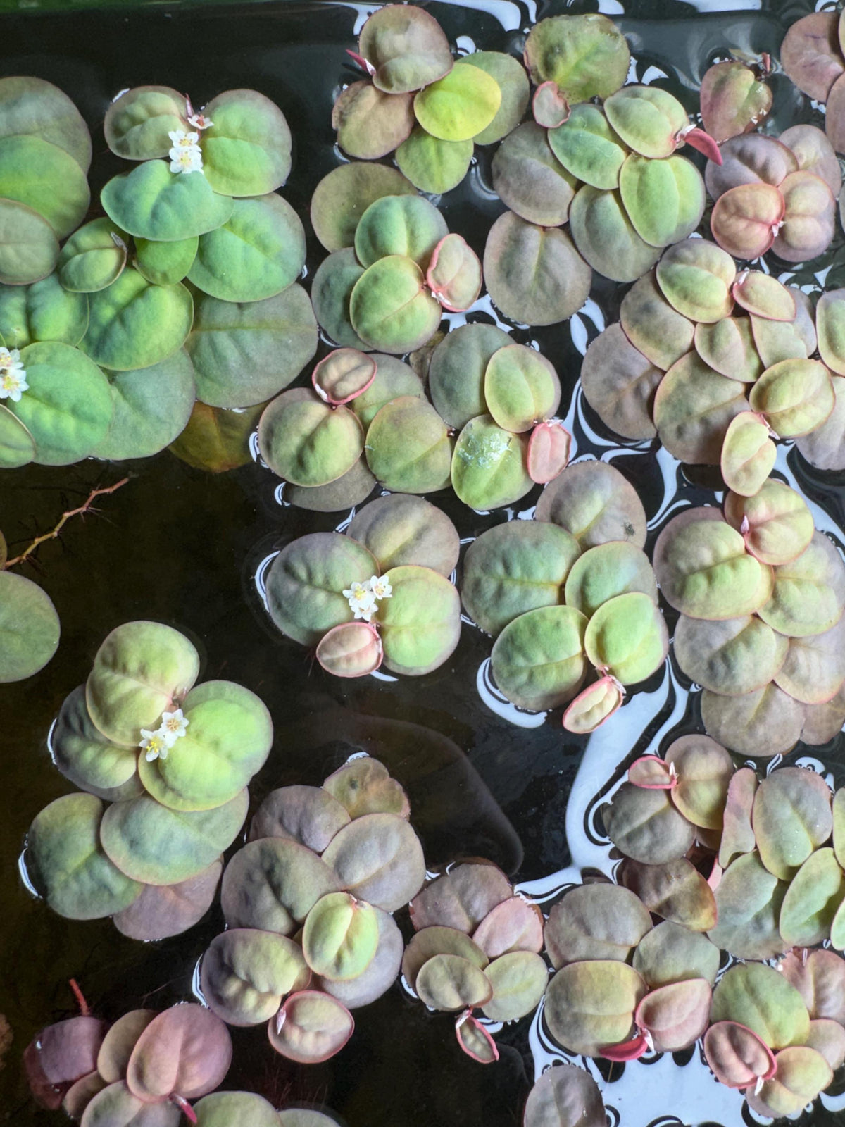 Live Aquarium Plant Bundle – Red Root Floaters, Water Lettuce, Tiger Lotus Bulb & Anacharis – Easy Freshwater Plants
