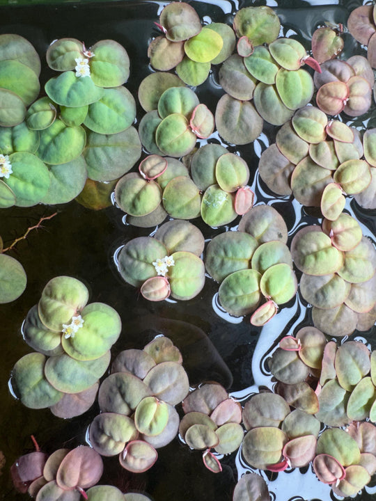 Live Aquarium Plant Bundle – Red Root Floaters, Water Lettuce, Tiger Lotus Bulb &amp; Anacharis – Easy Freshwater Plants