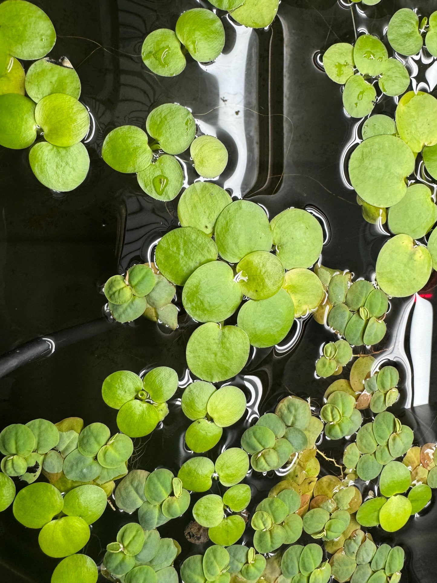 Aquarium Plant Bundle | Red Root Floater, Frogbit, Tiger Lotus Bulb & Anacharis | Live Freshwater Plants for Betta and Shrimp Tanks