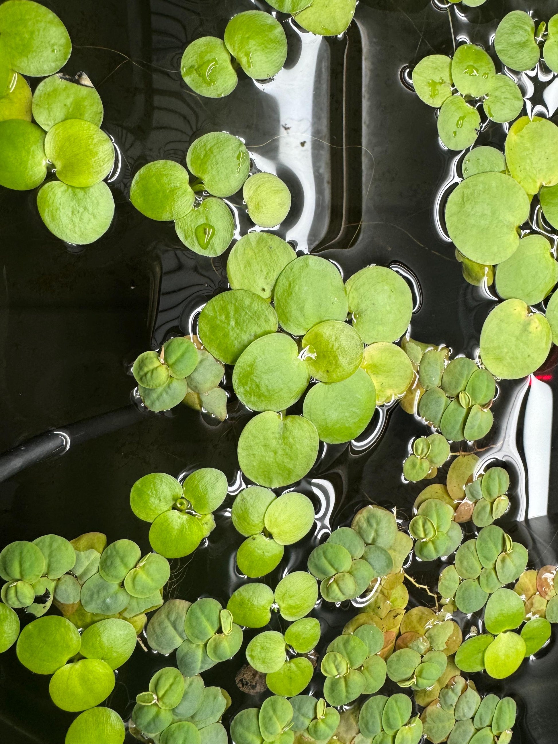 Aquarium Plant Bundle | Red Root Floater, Frogbit, Tiger Lotus Bulb & Anacharis | Live Freshwater Plants for Betta and Shrimp Tanks