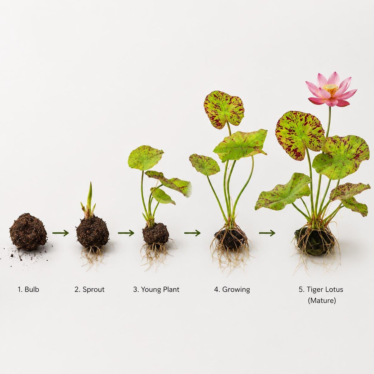 Tiger Lotus bulb growth stages from dormant bulb to mature flowering aquarium plant. Educational chart showing sprouting, root development, leaf growth, and mature Tiger Lotus progression.
