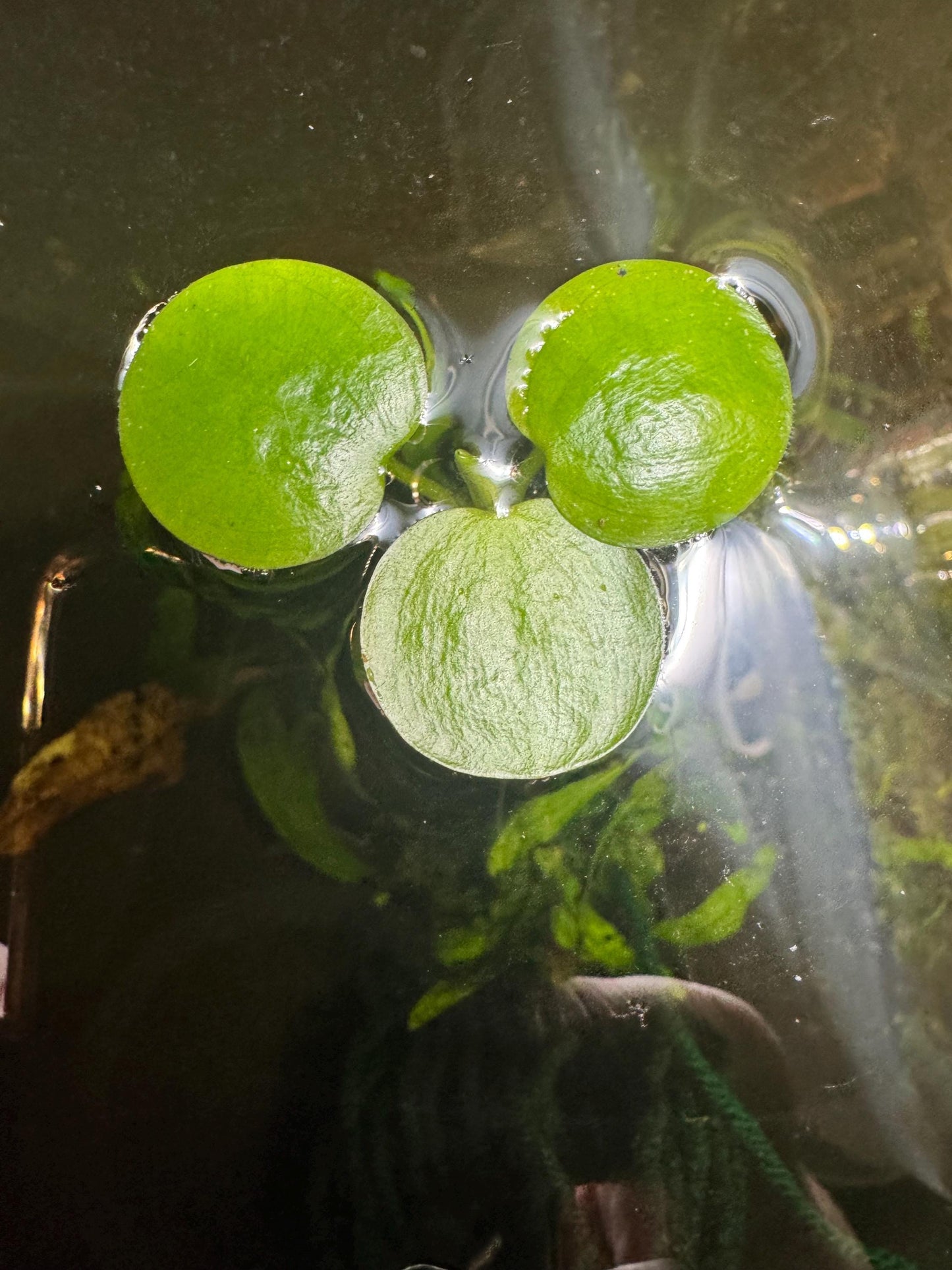 Aquarium Plant Bundle | Red Root Floater, Frogbit, Tiger Lotus Bulb & Anacharis | Live Freshwater Plants for Betta and Shrimp Tanks