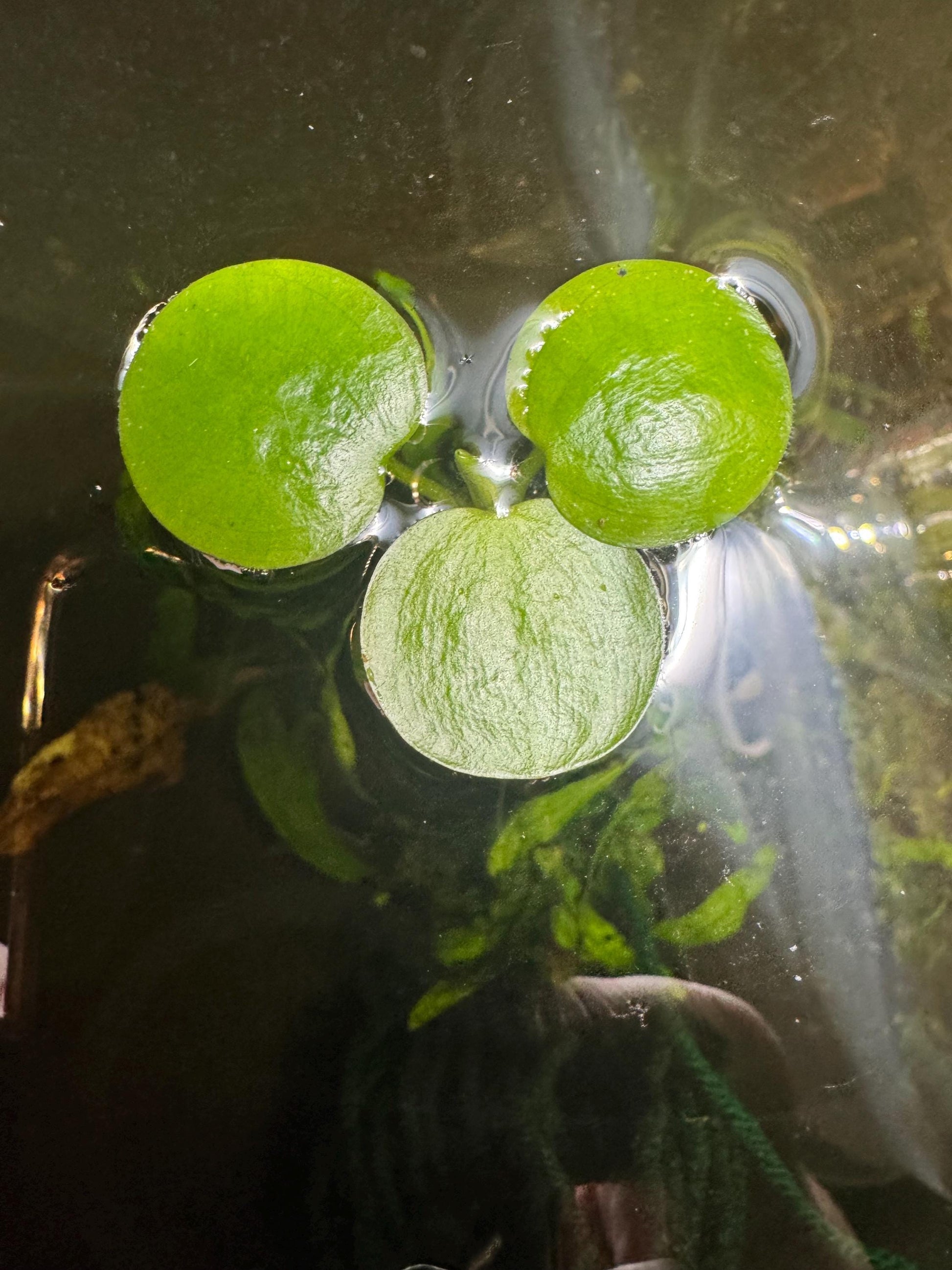 Aquarium Plant Bundle | Red Root Floater, Frogbit, Tiger Lotus Bulb & Anacharis | Live Freshwater Plants for Betta and Shrimp Tanks