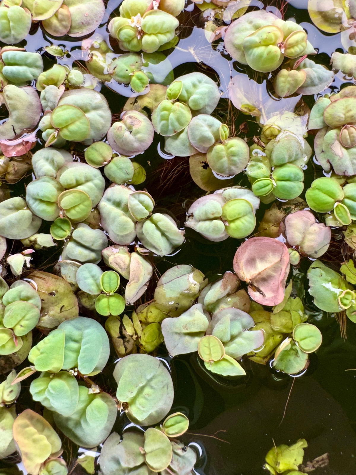 Red Root Floaters covering the surface of a freshwater aquarium. Floating aquatic plants with round leaves and developing red coloration, ideal for betta tanks, shrimp tanks, and aquascaping.