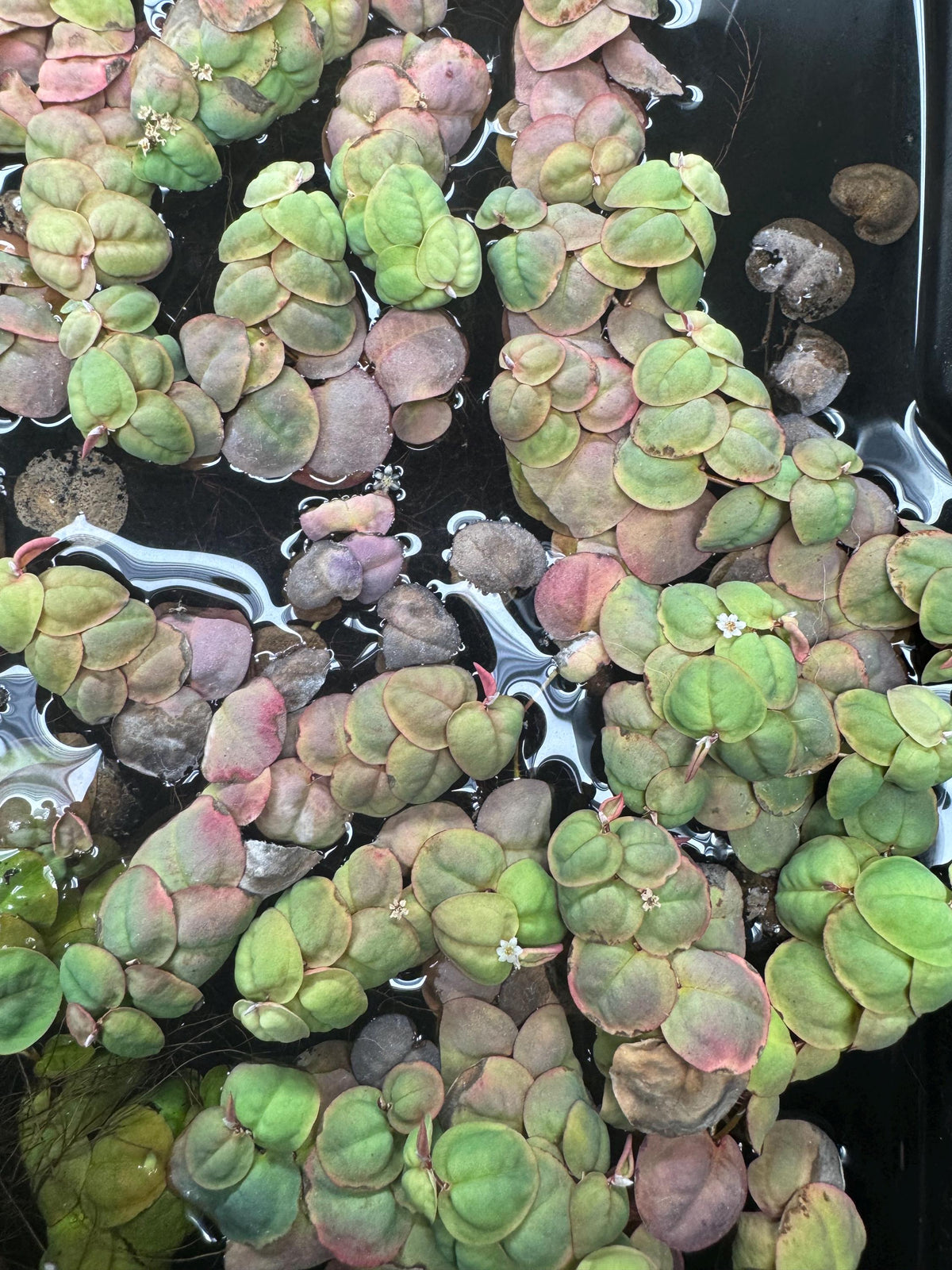 Live Aquarium Plant Bundle – Red Root Floaters, Water Lettuce, Tiger Lotus Bulb & Anacharis – Easy Freshwater Plants