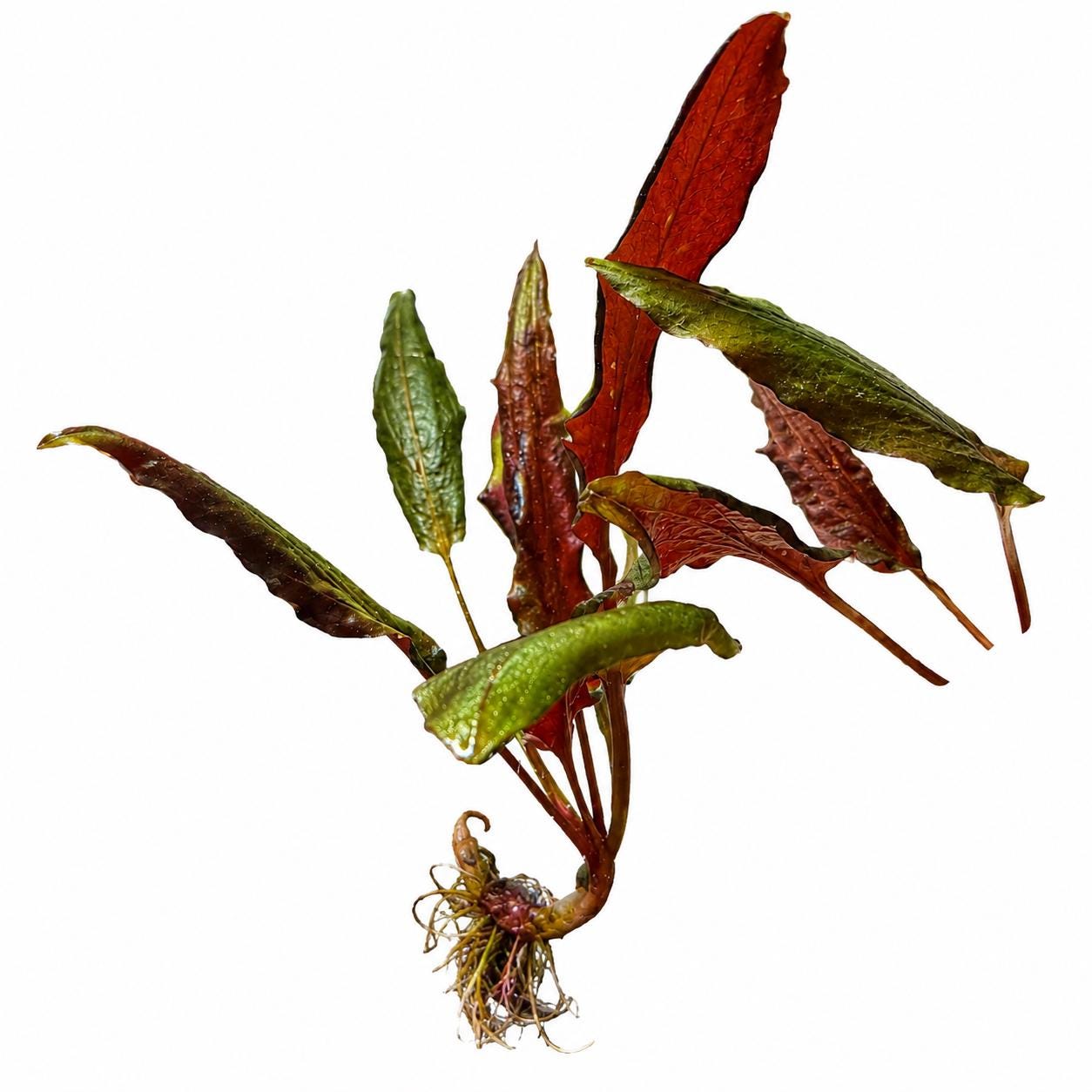 Red Crypt Wendtii aquarium plant with rooted crown and red-green foliage, isolated on a white background with additional detached leaves shown alongside the main plant.