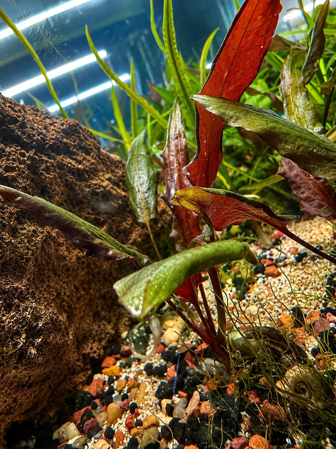 Red Crypt Wendtii aquarium plant growing in a freshwater aquascape beside textured rock, displaying deep red leaves, green new growth, and colorful gravel substrate.