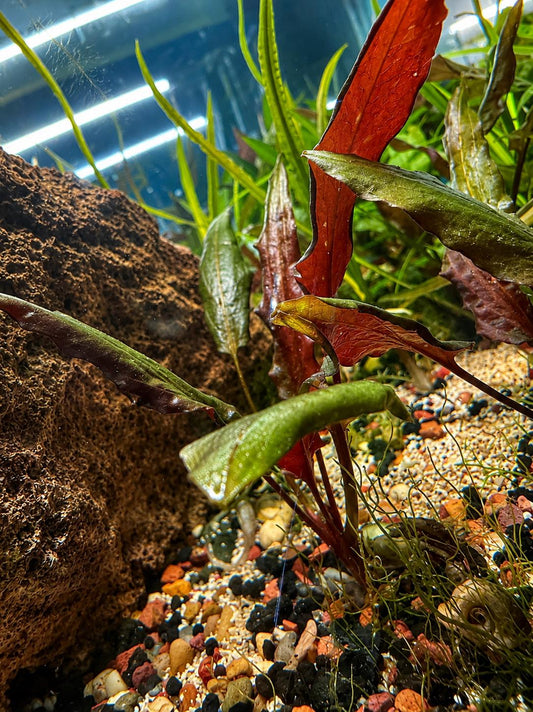 Red Crypt Wendtii aquarium plant growing in a freshwater aquascape beside textured rock, displaying deep red leaves, green new growth, and colorful gravel substrate.