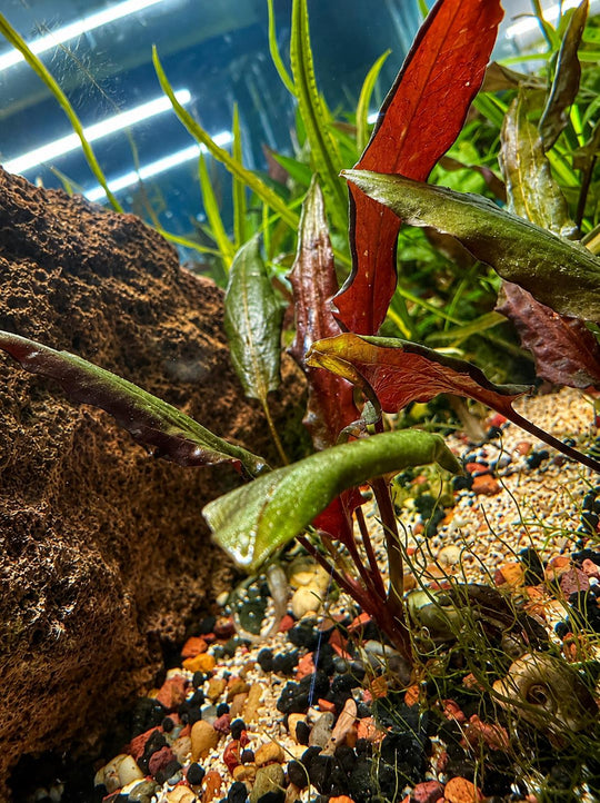 Red Crypt Wendtii aquarium plant growing in a freshwater aquascape beside textured rock, displaying deep red leaves, green new growth, and colorful gravel substrate.
