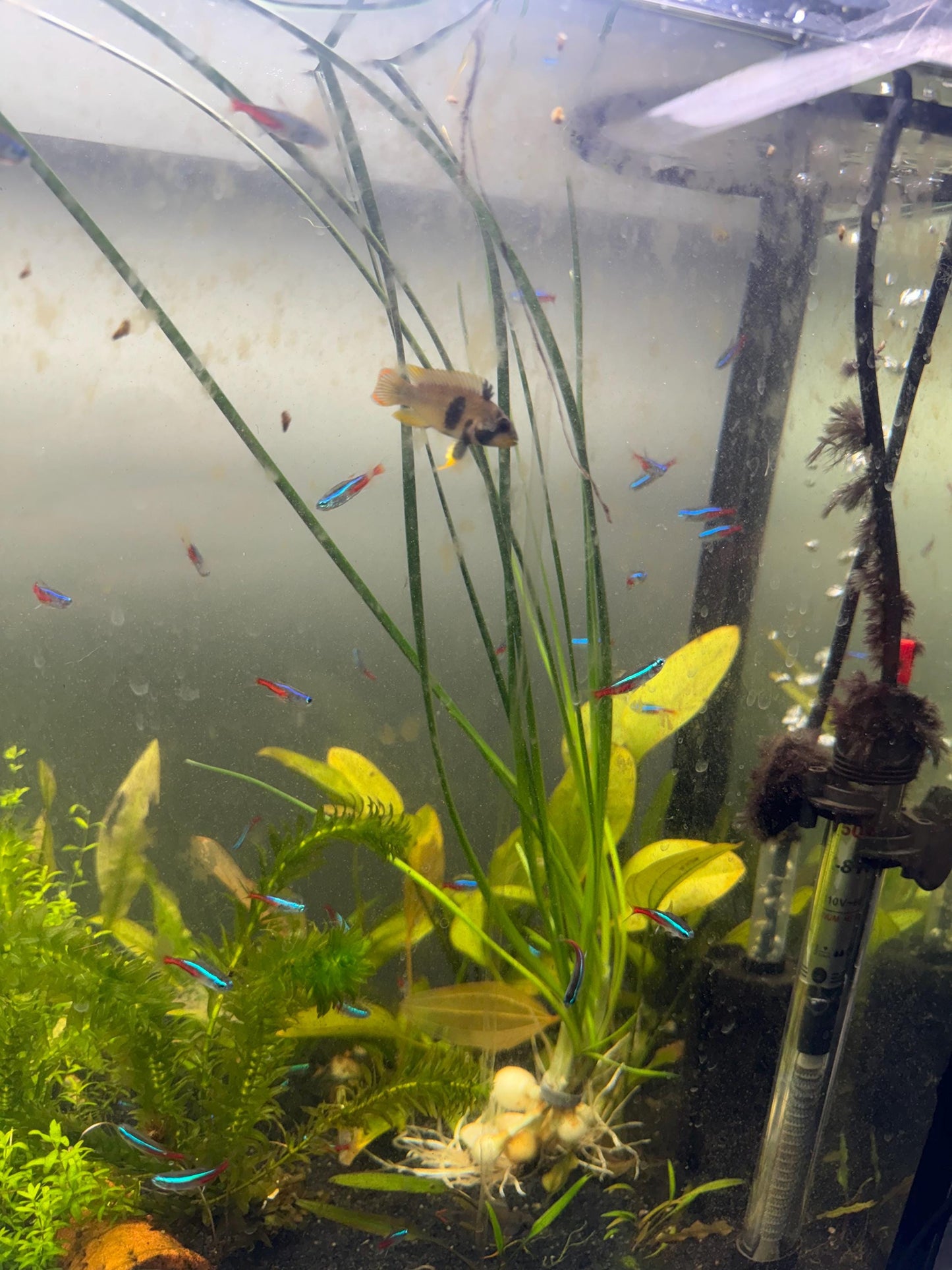 Close-up video of a Water Onion plant growing underwater, highlighting healthy bulb growth, slender green foliage, and movement in the aquarium current.