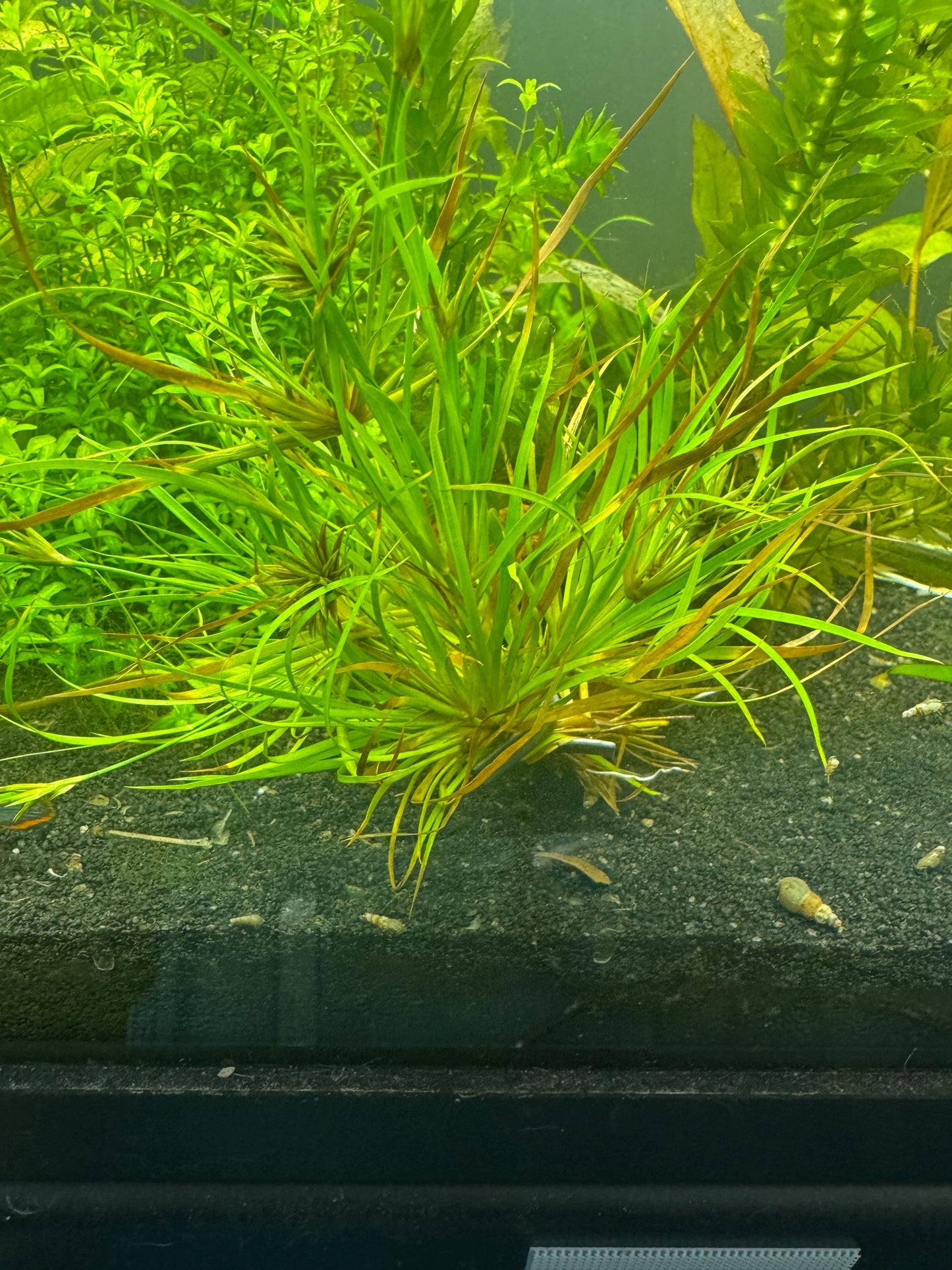 Creeping Rush (Juncus repens) growing in a planted aquarium, showing long grass-like green foliage with bronze highlights and dense growth near the substrate.