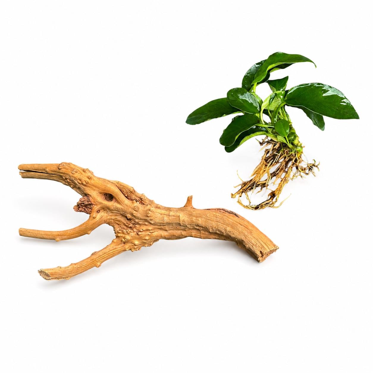 Spiderwood and Anubias Nana aquarium bundle featuring a natural 4–7 inch Spiderwood branch and a healthy Anubias Nana plant with exposed roots, displayed separately on a white background for freshwater aquarium aquascaping.