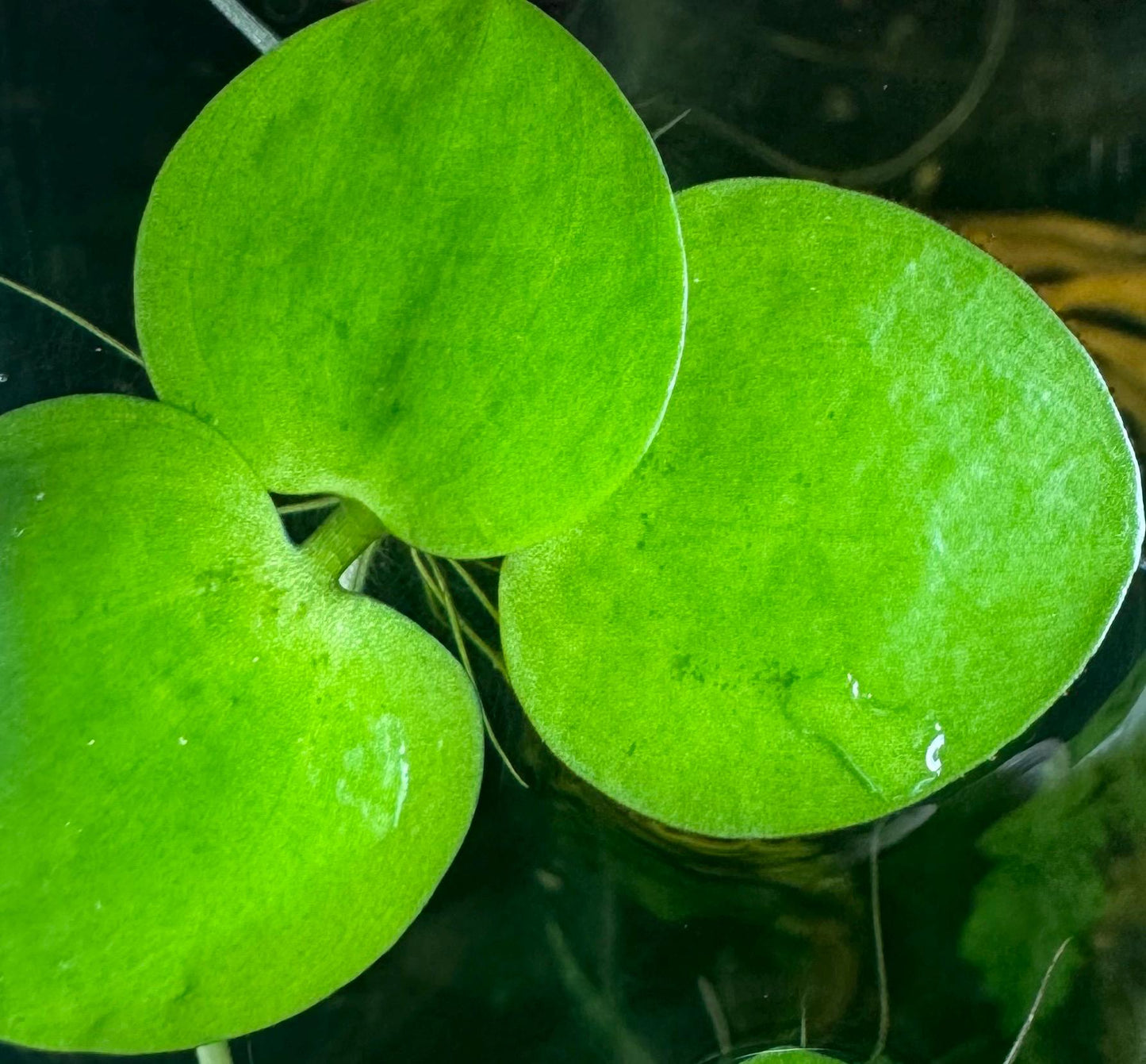 Aquarium Plant Bundle | Red Root Floater, Frogbit, Tiger Lotus Bulb & Anacharis | Live Freshwater Plants for Betta and Shrimp Tanks