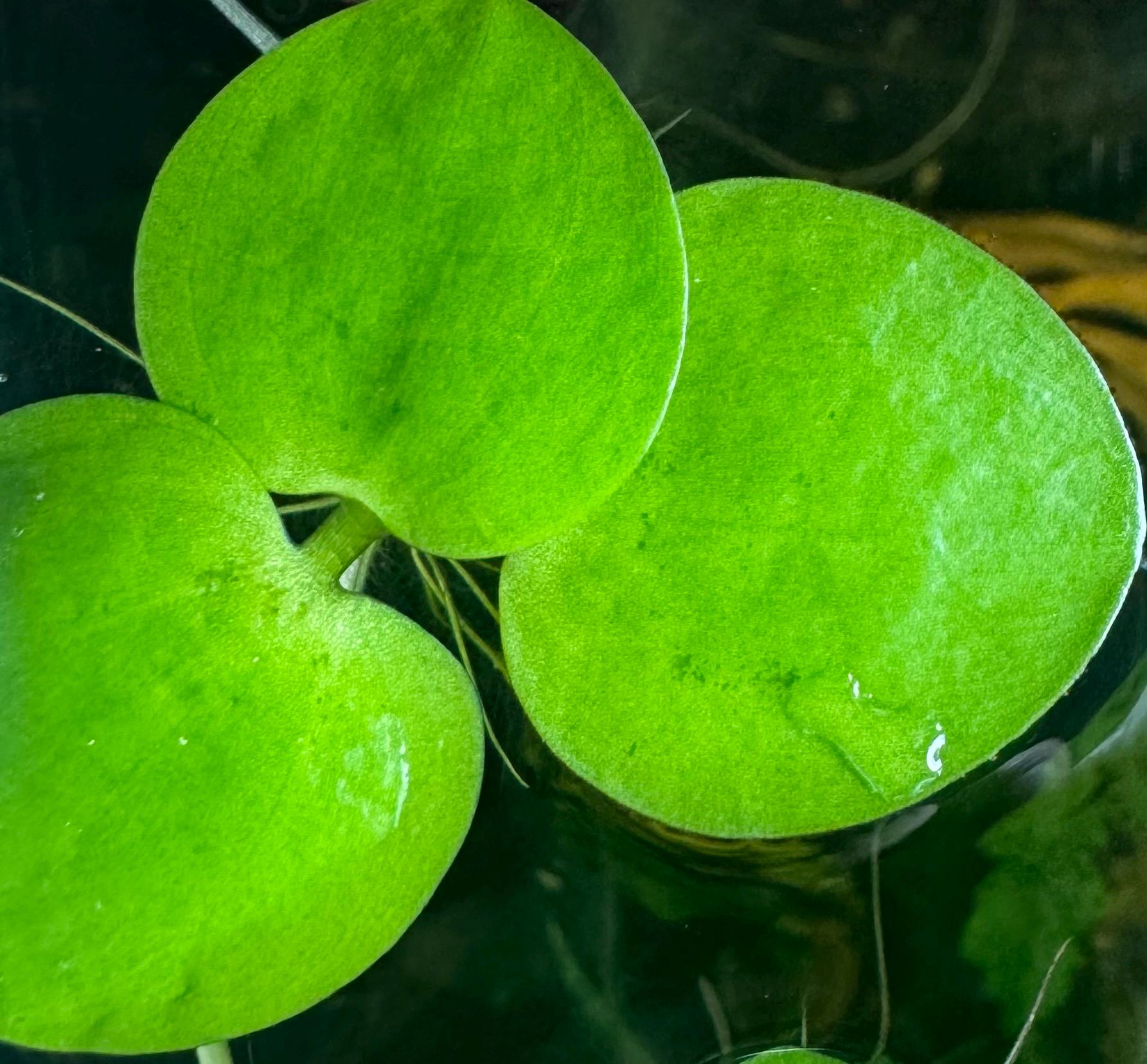 Aquarium Plant Bundle | Red Root Floater, Frogbit, Tiger Lotus Bulb & Anacharis | Live Freshwater Plants for Betta and Shrimp Tanks