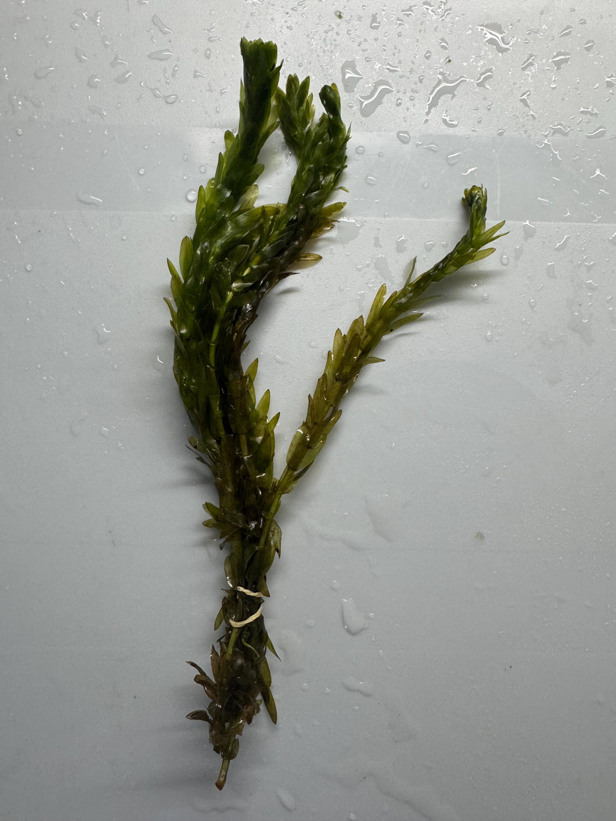 Single Anacharis stem plant on a white background. Easy-care live aquarium plant that helps improve water quality and provides natural cover for fish and shrimp.