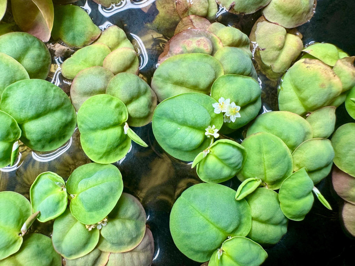 Live Aquarium Plant Bundle – Red Root Floaters, Water Lettuce, Tiger Lotus Bulb & Anacharis – Easy Freshwater Plants
