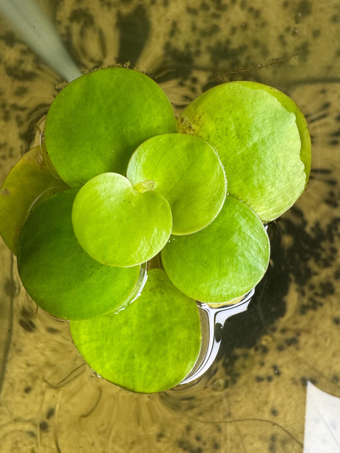 Aquarium Plant Bundle | Red Root Floater, Frogbit, Tiger Lotus Bulb & Anacharis | Live Freshwater Plants for Betta and Shrimp Tanks