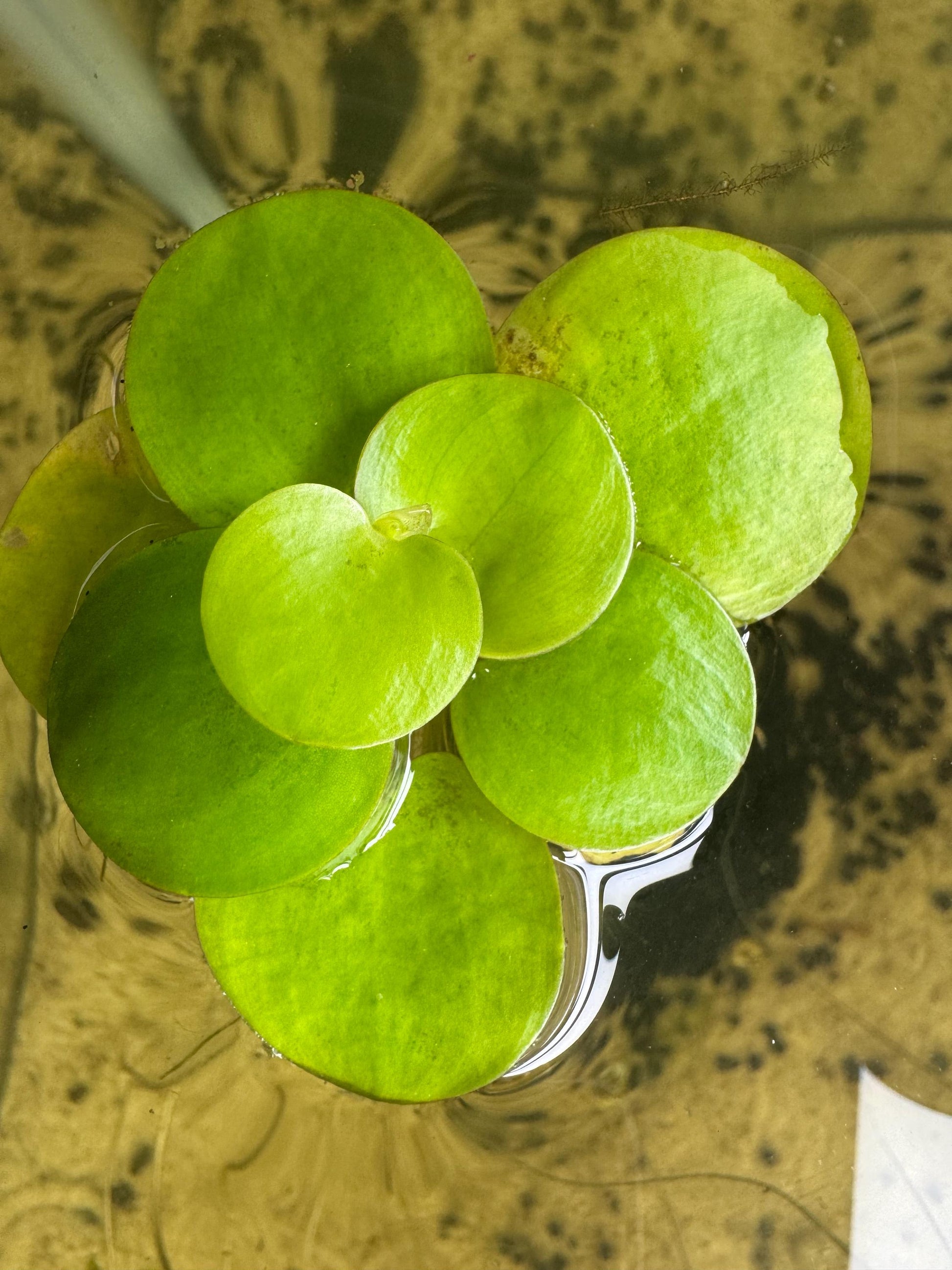 Aquarium Plant Bundle | Red Root Floater, Frogbit, Tiger Lotus Bulb & Anacharis | Live Freshwater Plants for Betta and Shrimp Tanks