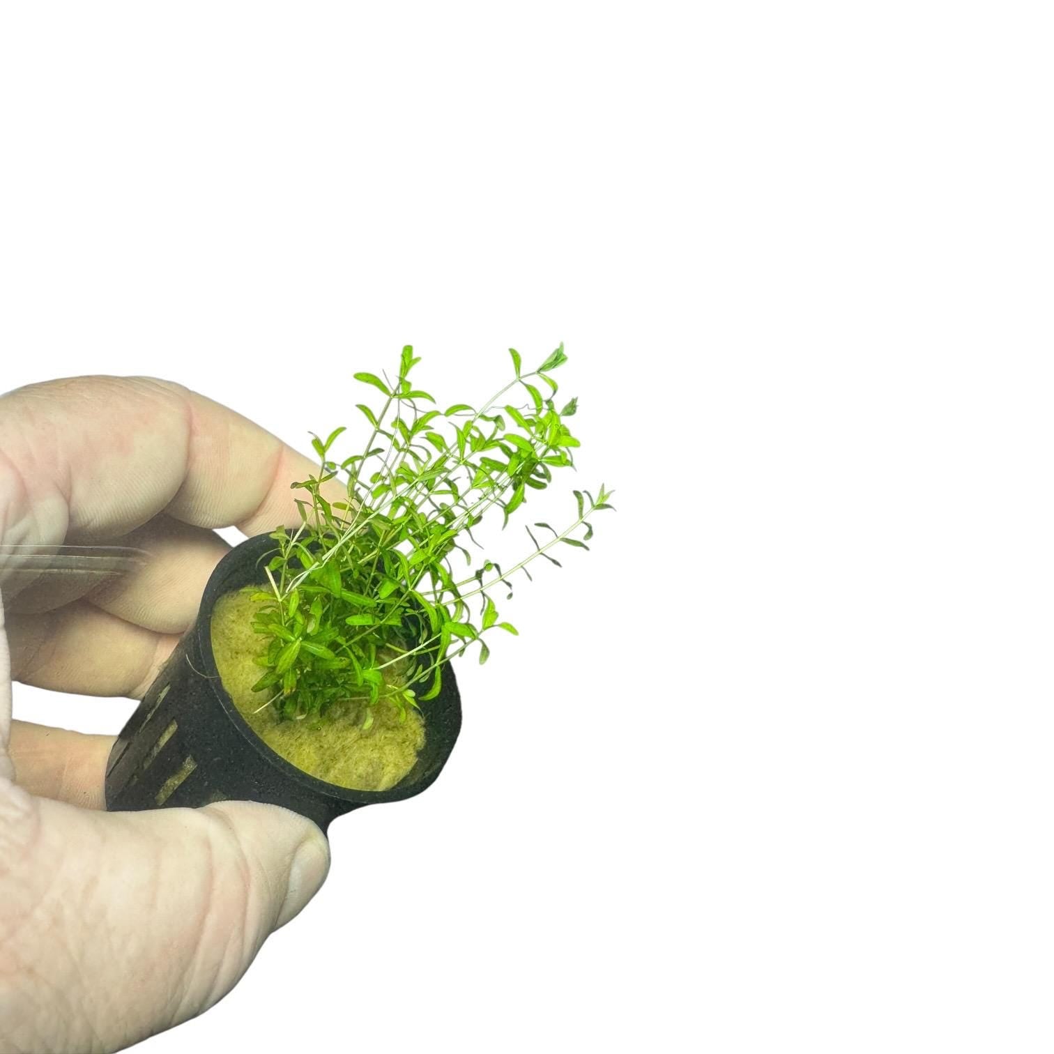 Pearl Weed Live Aquarium Plant | Potted Freshwater Aquatic Plant | Micranthemum micranthemoides | Easy Stem Plant