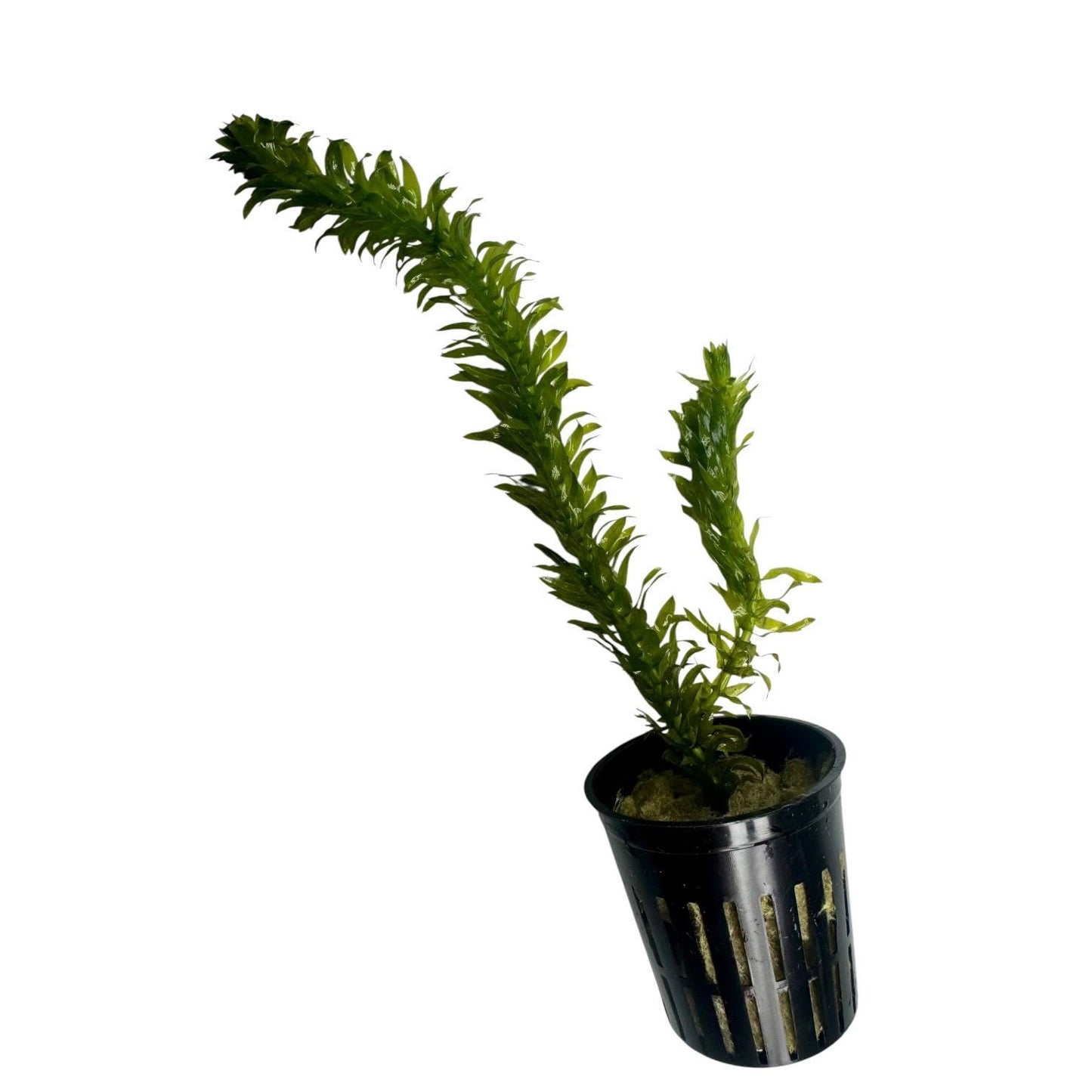 Side view of a live potted Anacharis aquarium plant showcasing healthy green stems and dense foliage in a black nursery pot.