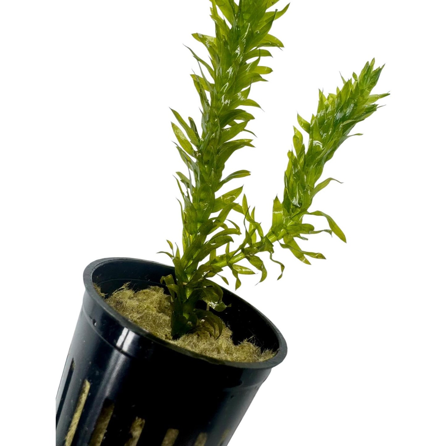 Close-up of a healthy potted Anacharis aquarium plant showing vibrant green leaves, sturdy stems, and established growth.
