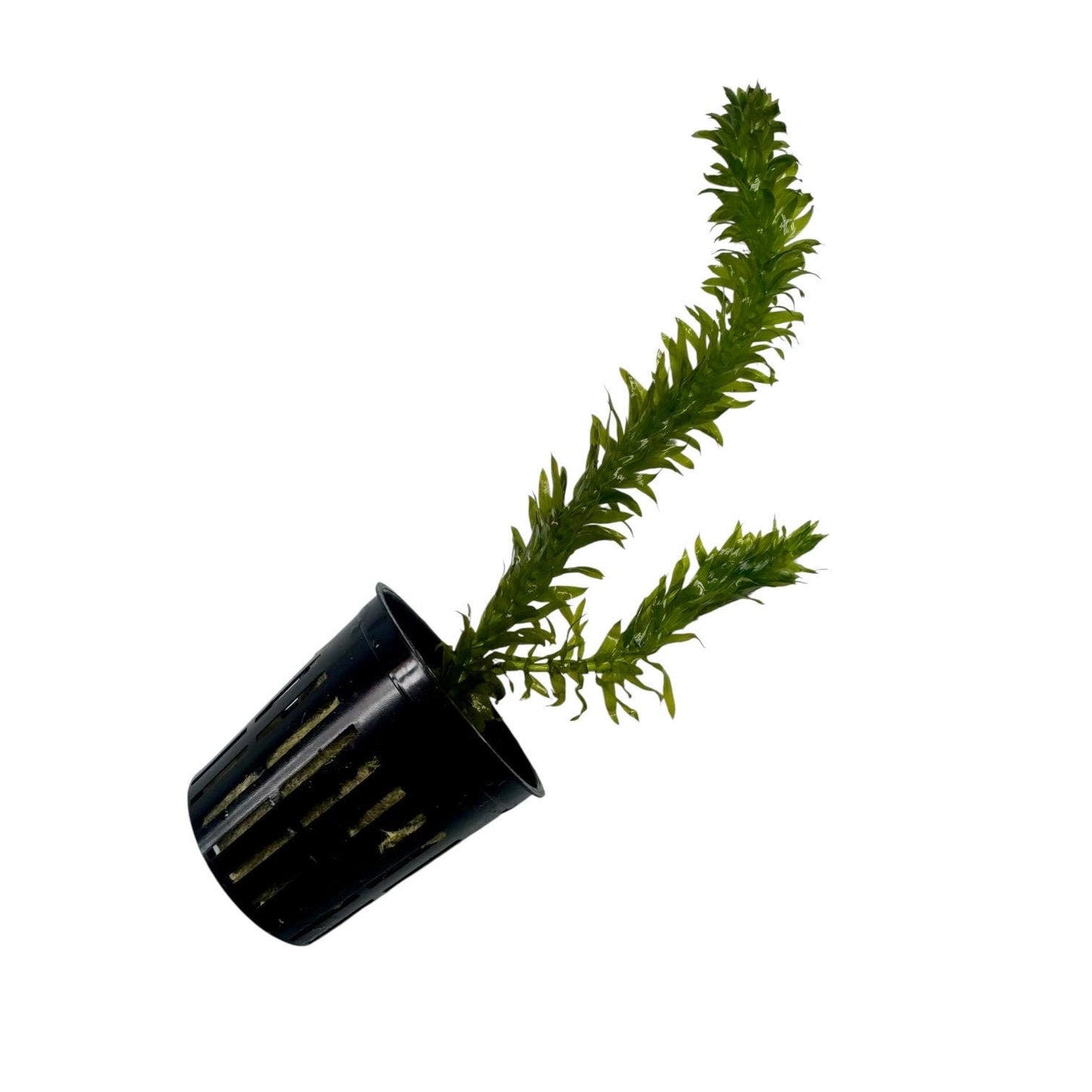 Angled view of a live Anacharis (Egeria densa) plant in a black nursery pot highlighting its long, lush green stems.