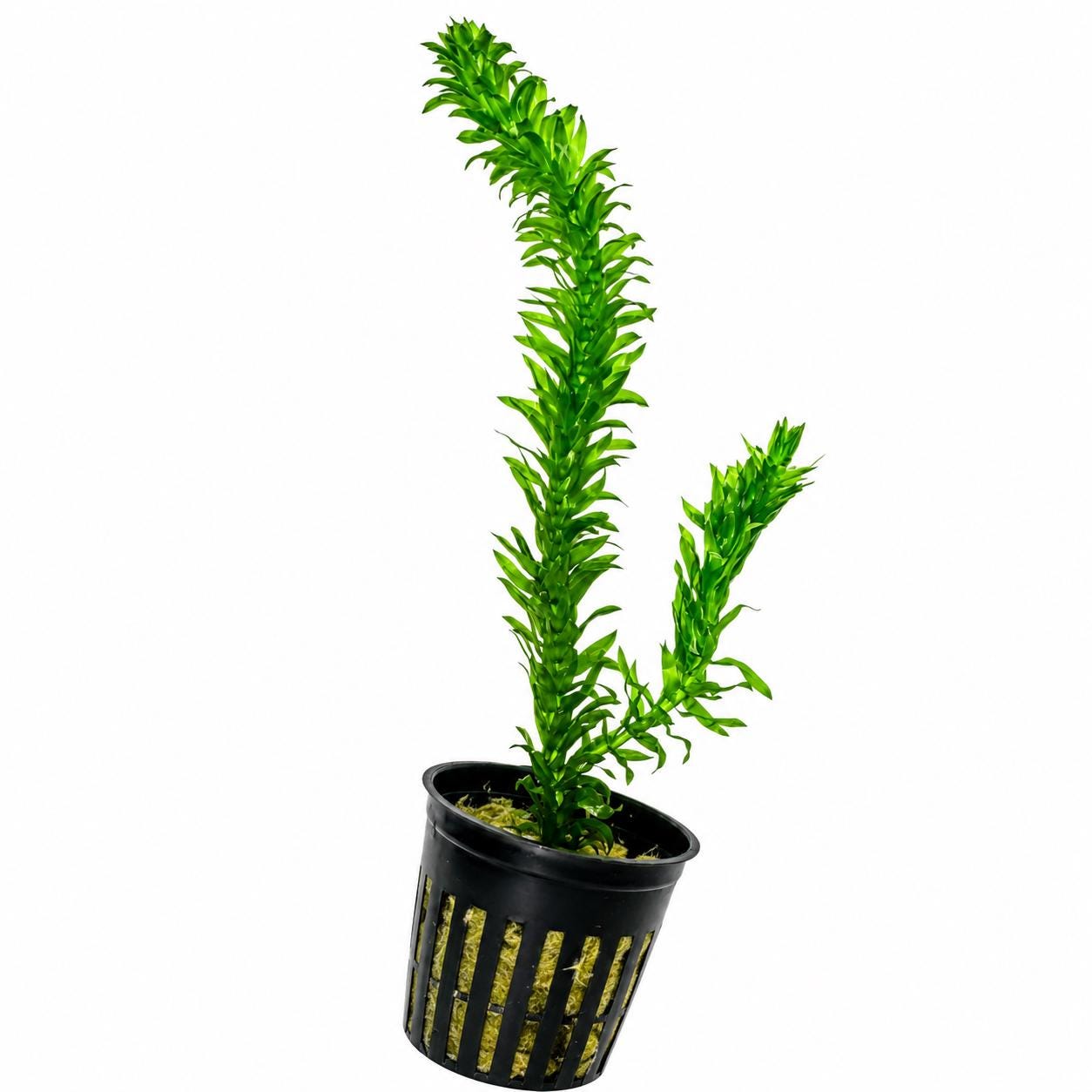 Live potted Anacharis (Egeria densa) aquarium plant with vibrant green stems in a black nursery pot on a white background