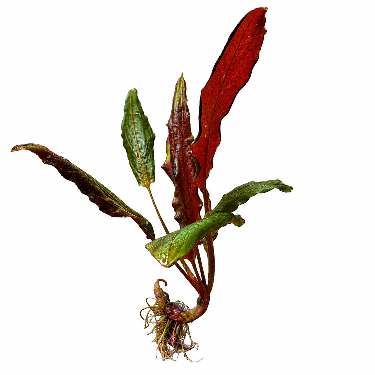 Red Crypt Wendtii live aquarium plant with healthy rooted base, displaying textured red and green leaves isolated on a white background.