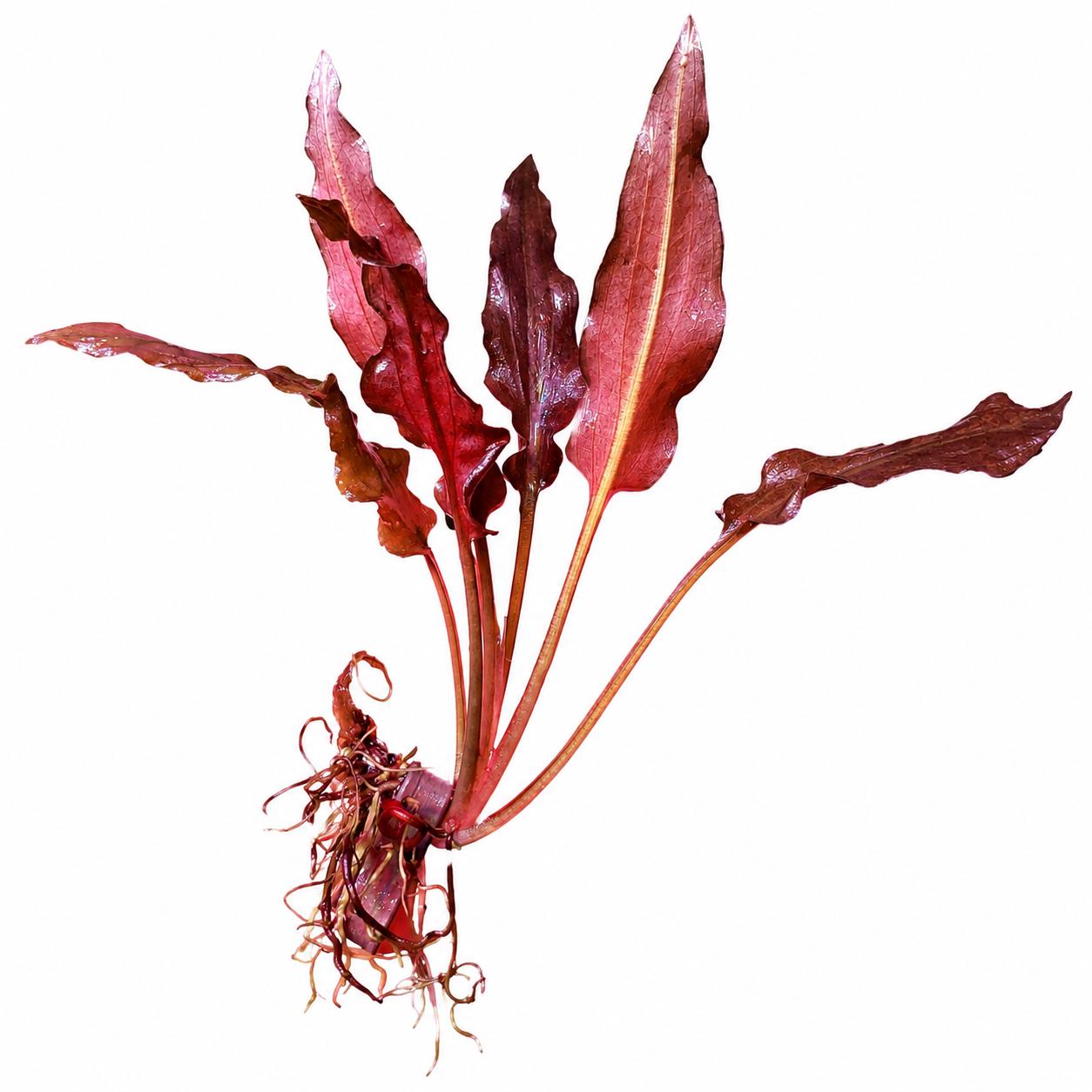 Vibrant Red Crypt Wendtii live aquarium plant featuring rich crimson leaves and healthy roots, isolated on a white background for product photography.