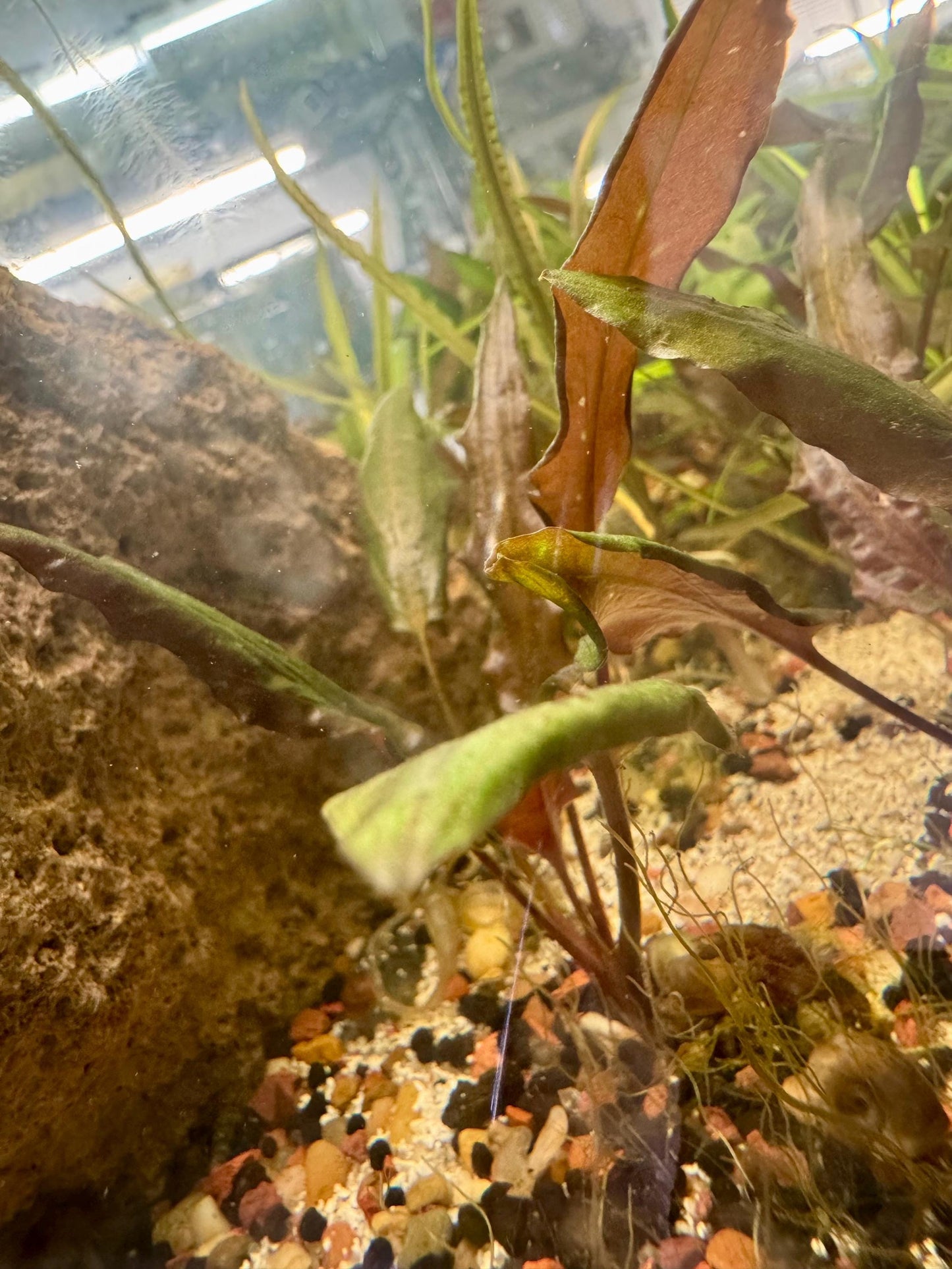 Red Crypt Wendtii live aquarium plant with bronze-red and green leaves growing in a planted freshwater aquarium with rock hardscape and natural substrate.