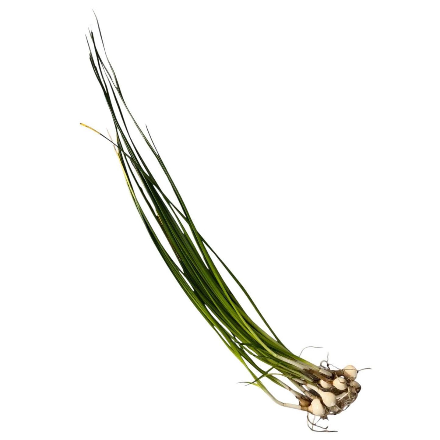 Bundle of Water Onion bulb plants featuring multiple rooted bulbs and long green foliage, isolated on a white background for aquarium plant listing.