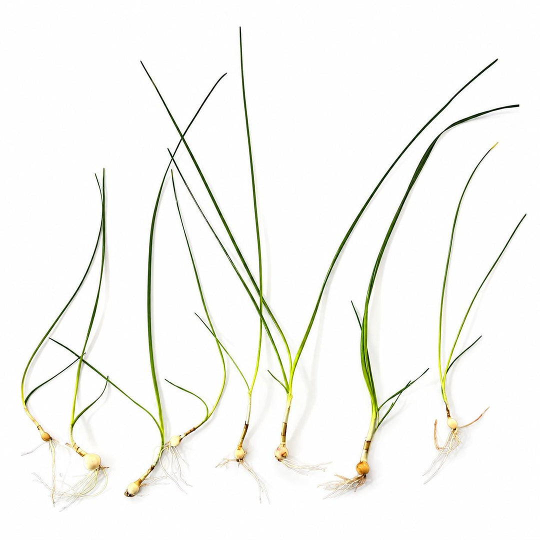 Water Onion (Crinum thaianum) live aquarium plant with long flowing green leaves growing in a freshwater planted aquarium.