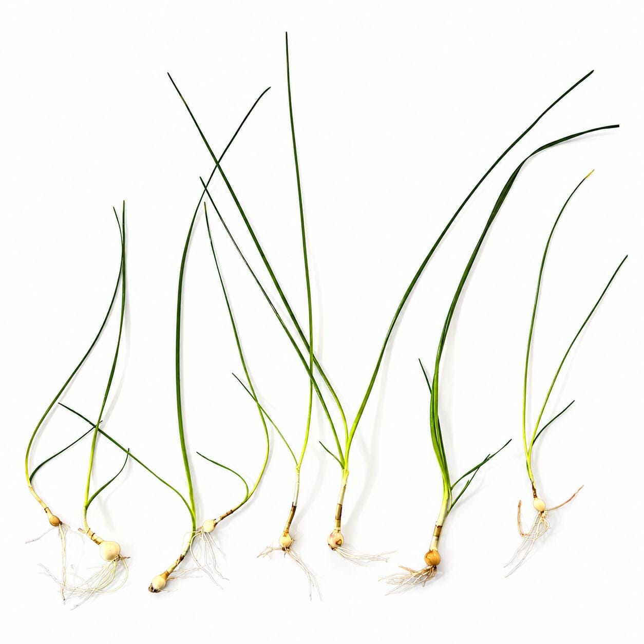 Water Onion (Crinum thaianum) live aquarium plant with long flowing green leaves growing in a freshwater planted aquarium.