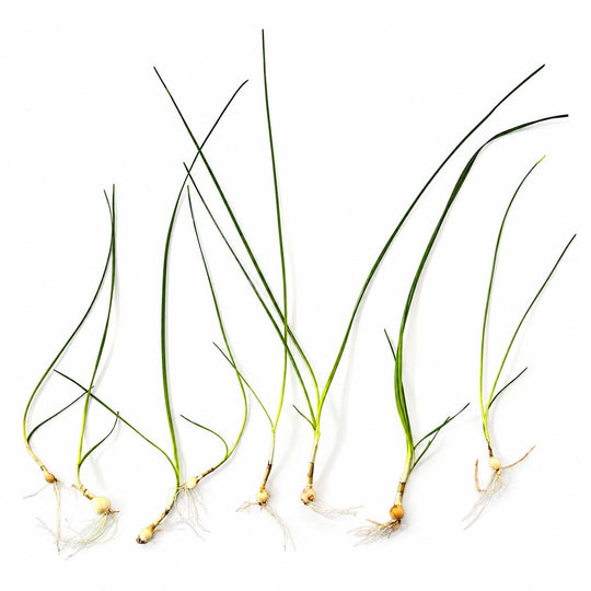 Water Onion (Crinum thaianum) live aquarium plant with long flowing green leaves growing in a freshwater planted aquarium.