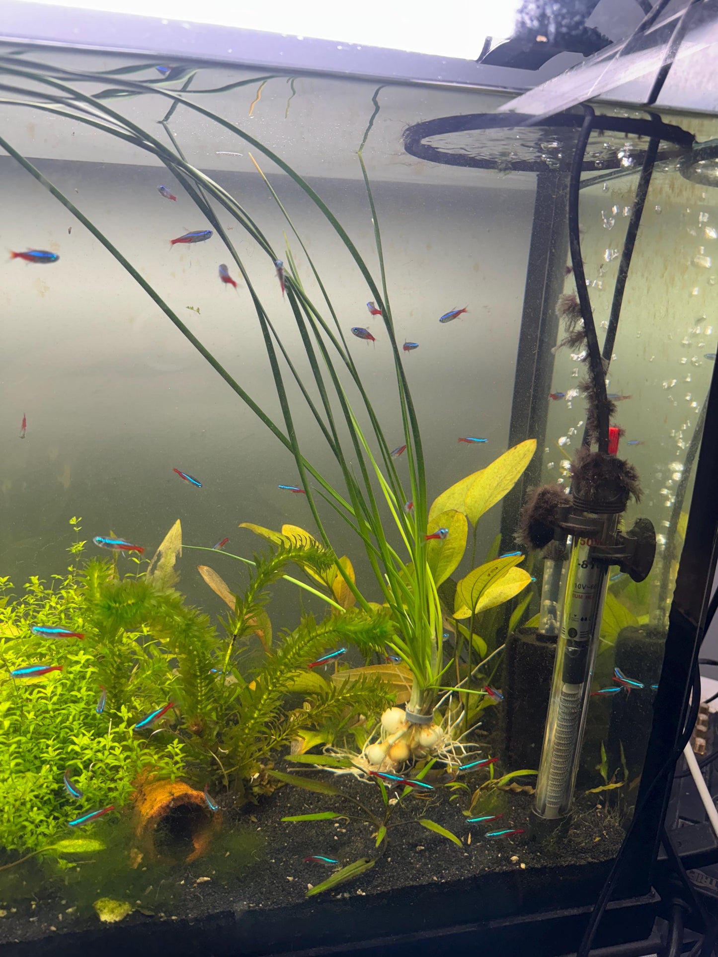 Young Water Onion aquarium plant swaying gently in a freshwater aquarium, showing its rooted bulb and long flowing green leaves among natural aquascape décor.