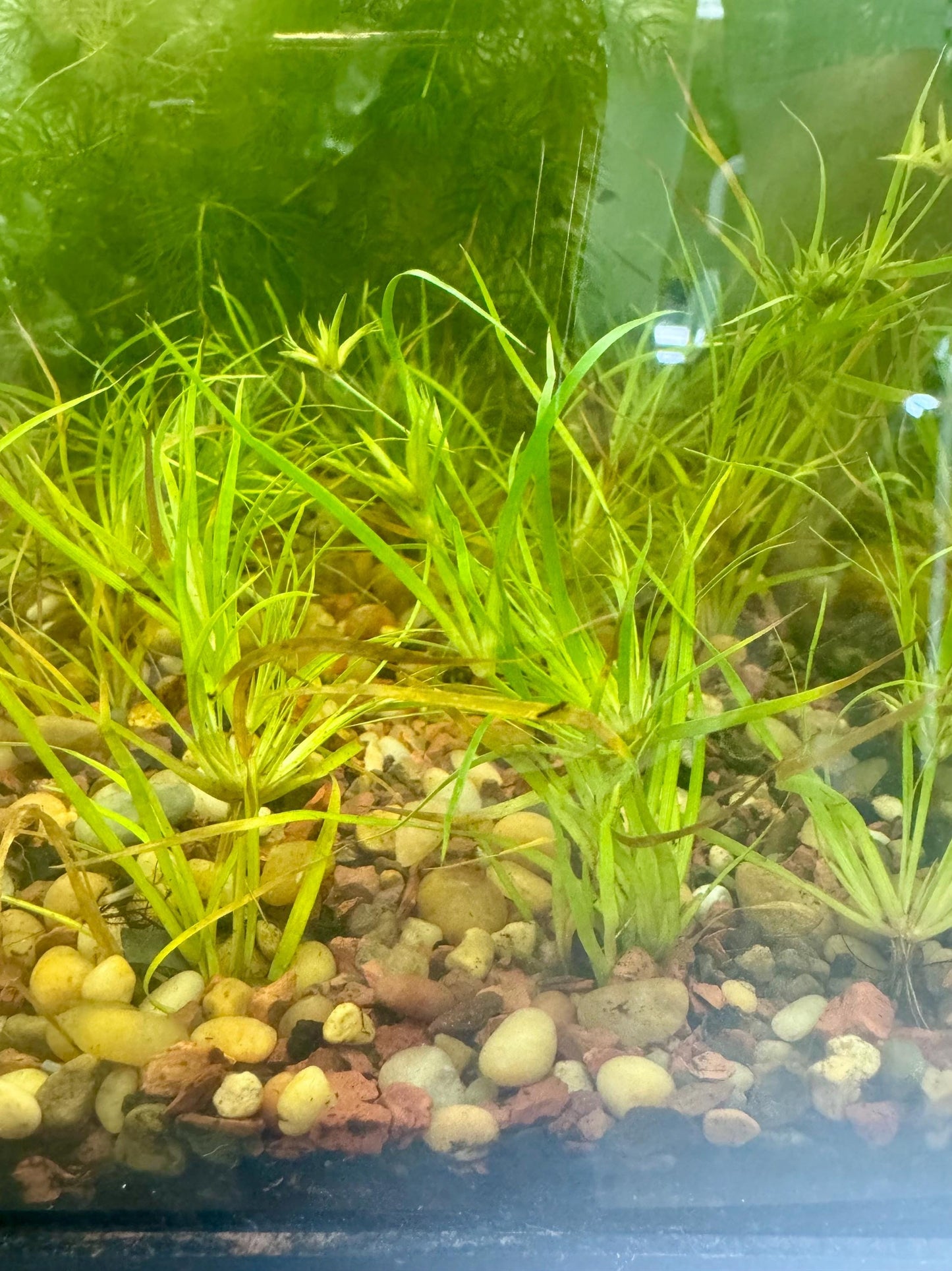 Multiple Creeping Rush plants established in an aquarium foreground, featuring fine grass-like leaves, spreading growth habit, and healthy rooted clusters.