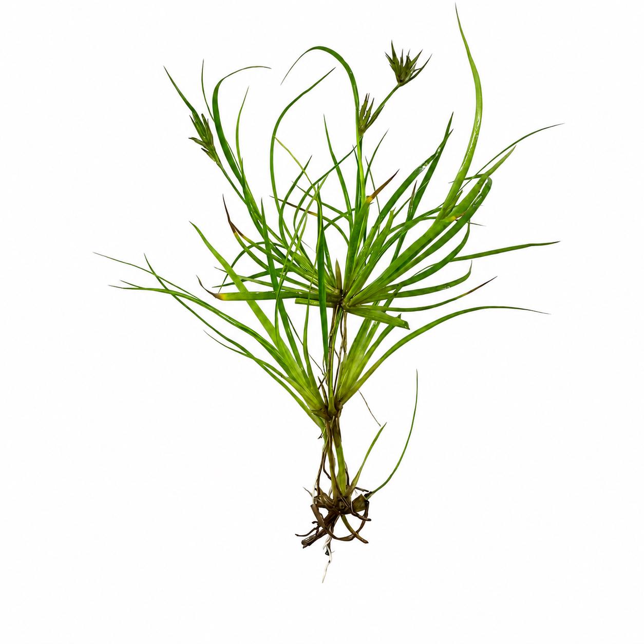 Creeping Rush (Juncus repens) live aquarium plant with healthy roots, narrow green leaves, and emerging shoots, isolated on a white background.