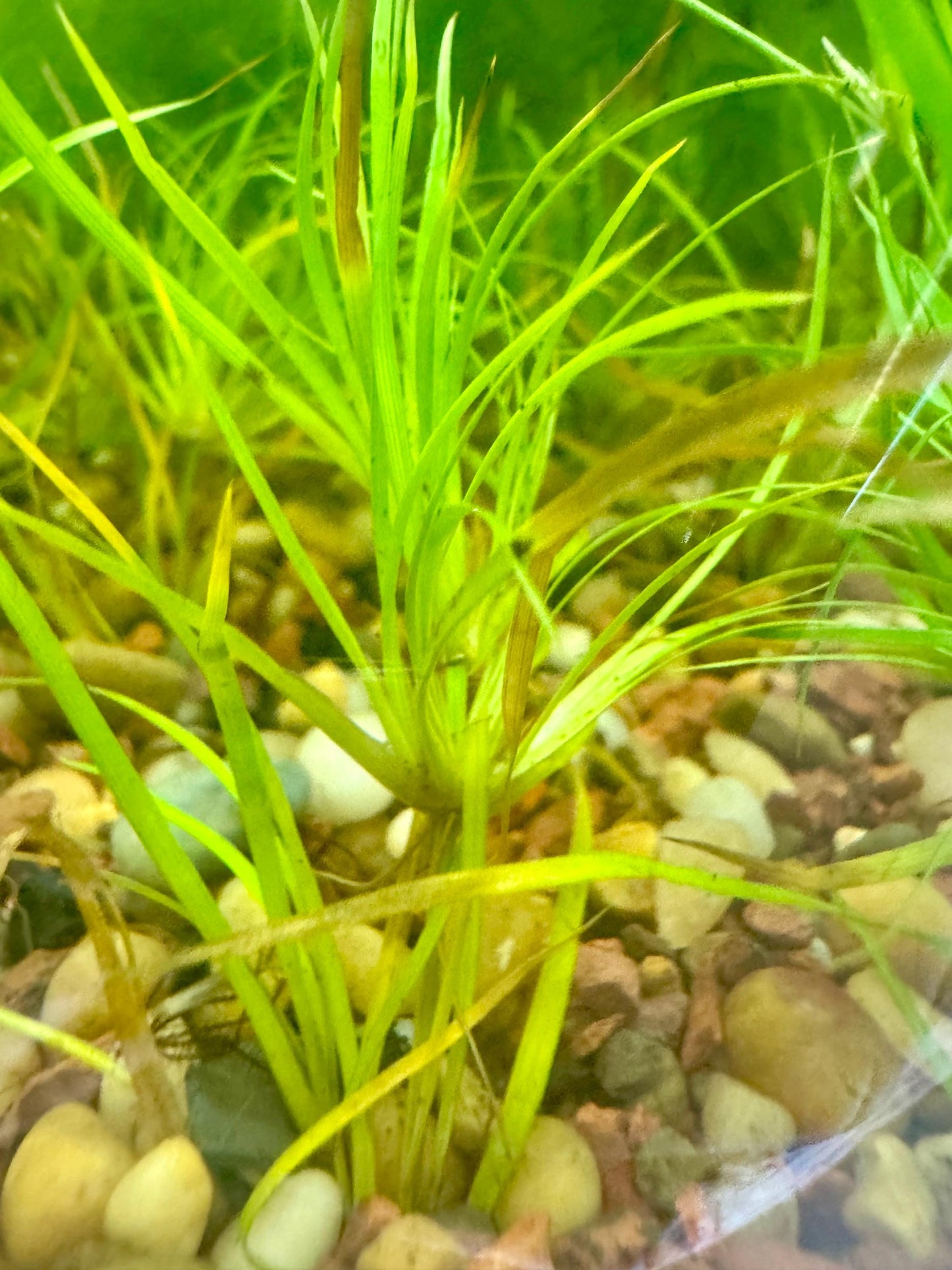 Close-up of Creeping Rush aquarium plant displaying narrow bright green leaves, healthy new growth, and rooted stems anchored in natural aquarium gravel.
