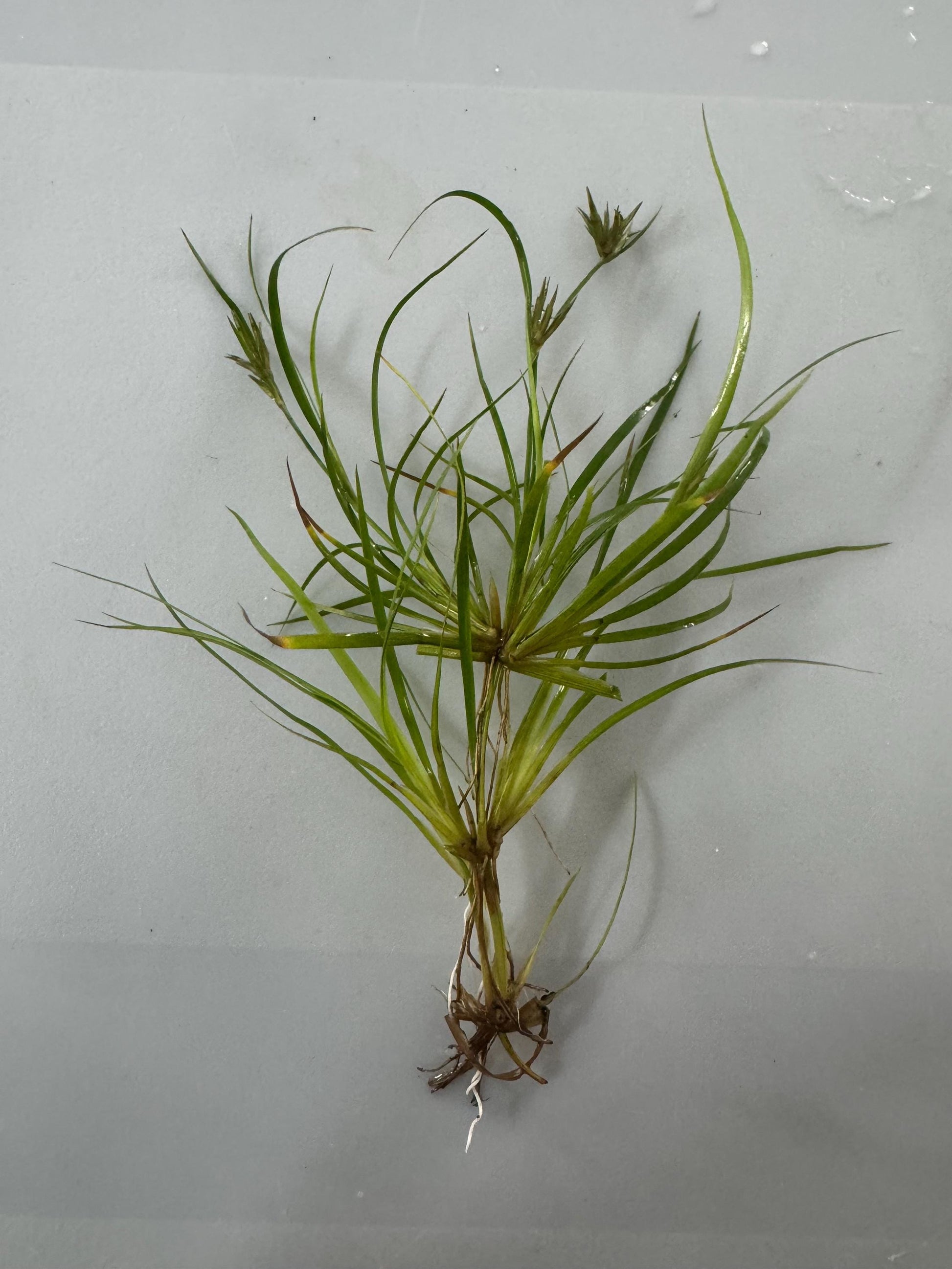 Rooted Creeping Rush aquarium plant featuring fine grass-like foliage, healthy stems, and natural root structure displayed on a white background.