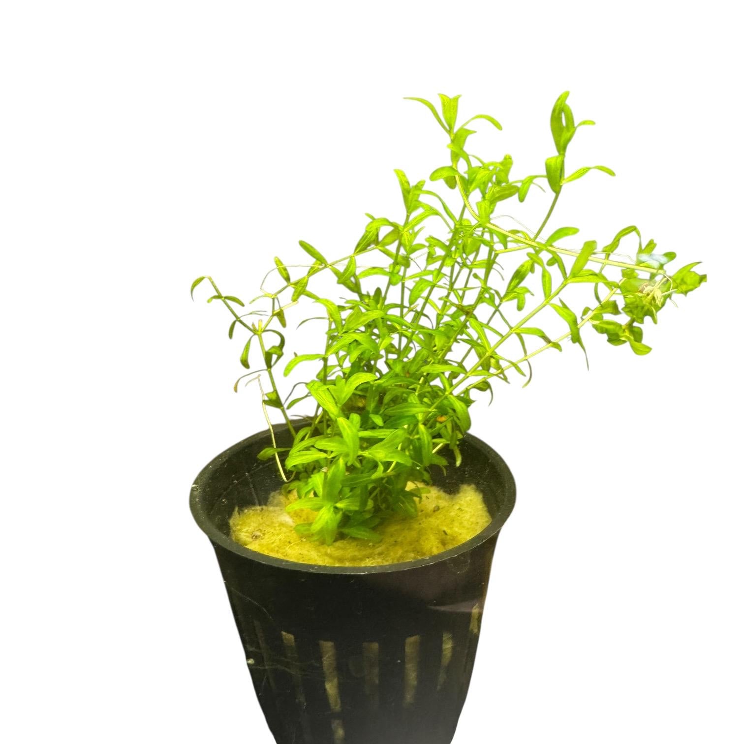 Pearl Weed Live Aquarium Plant | Potted Freshwater Aquatic Plant | Micranthemum micranthemoides | Easy Stem Plant